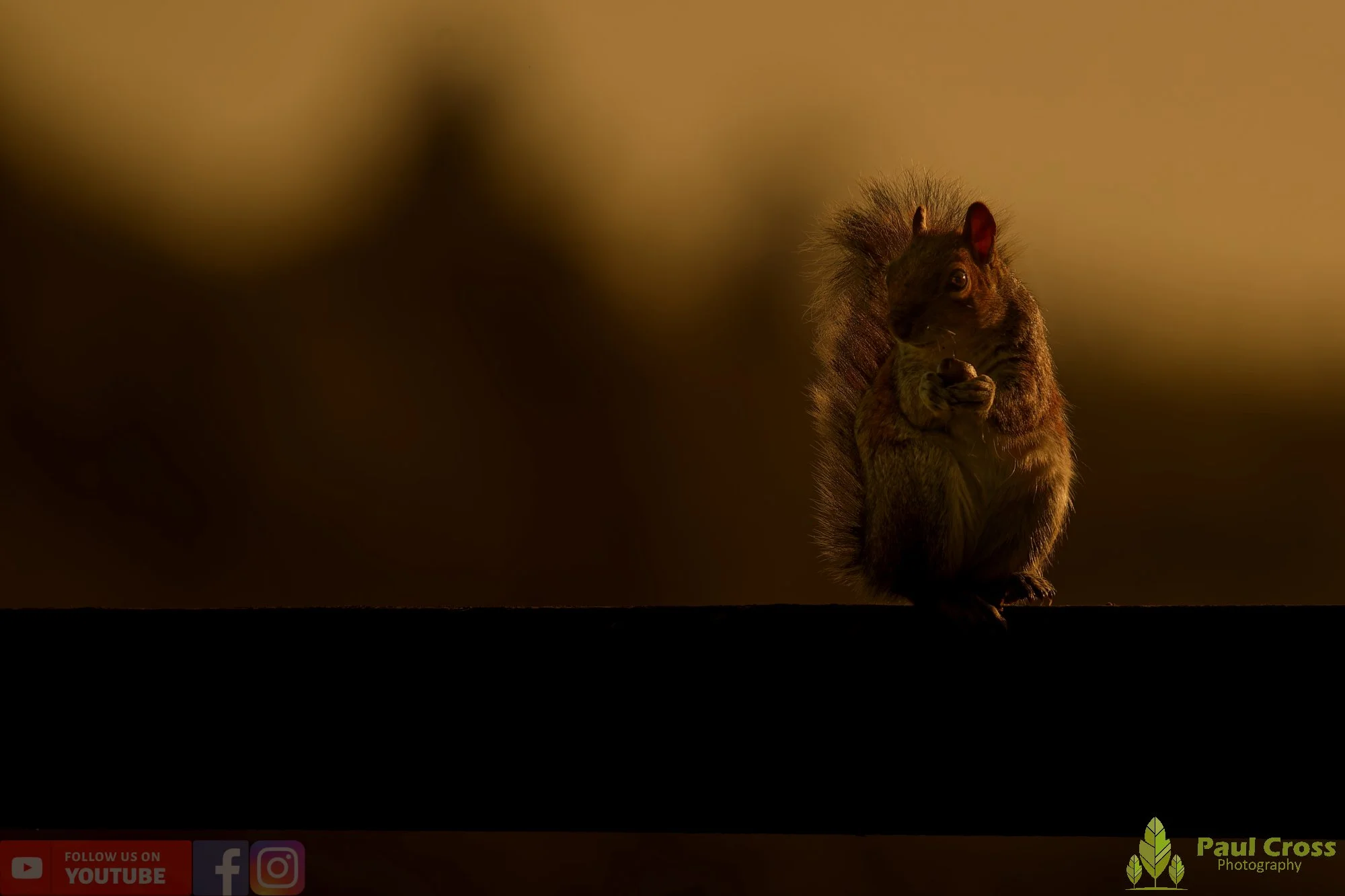 Grey Squirrel-00086.jpg