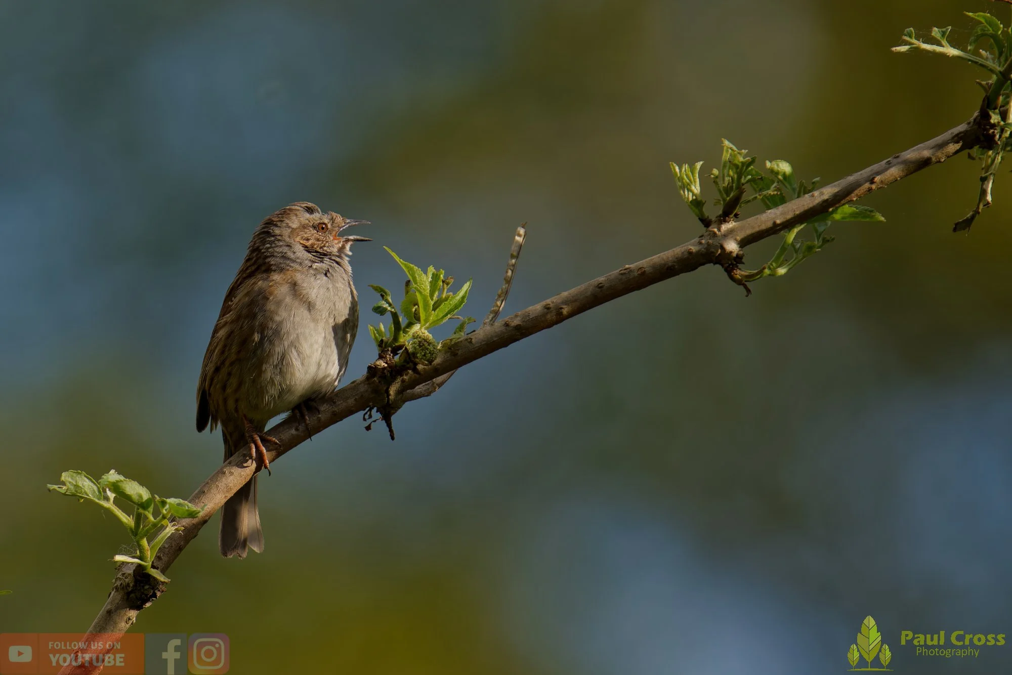 Hedge Accentor-00065.jpg