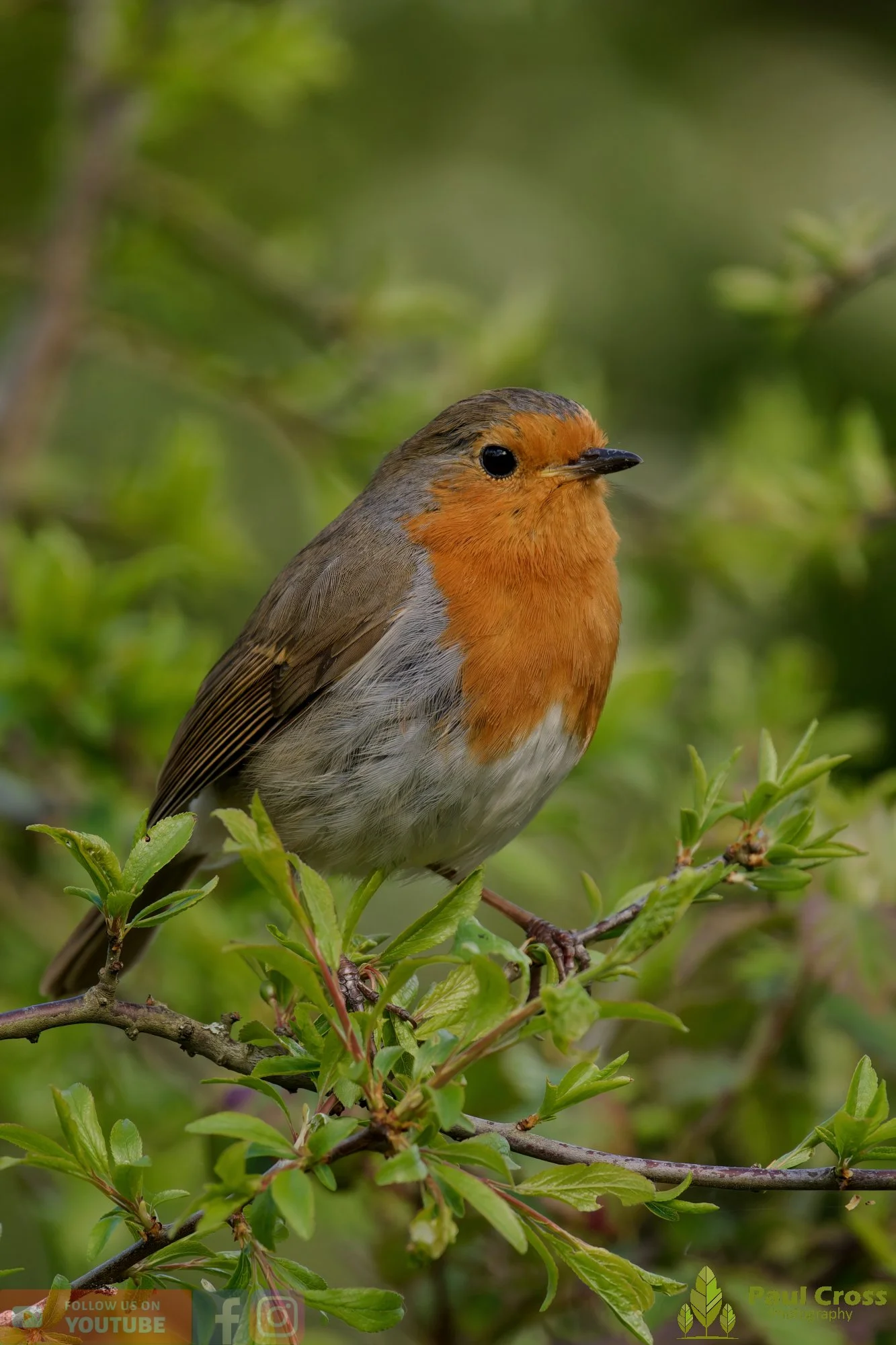 Robin-00307.jpg