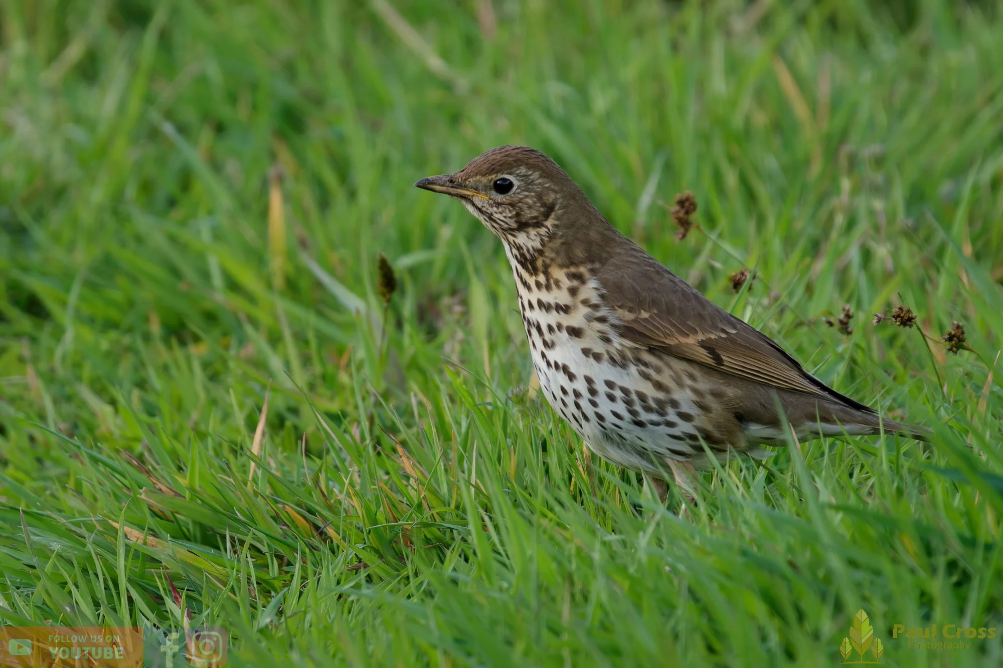 Song Thrush-00024.jpg