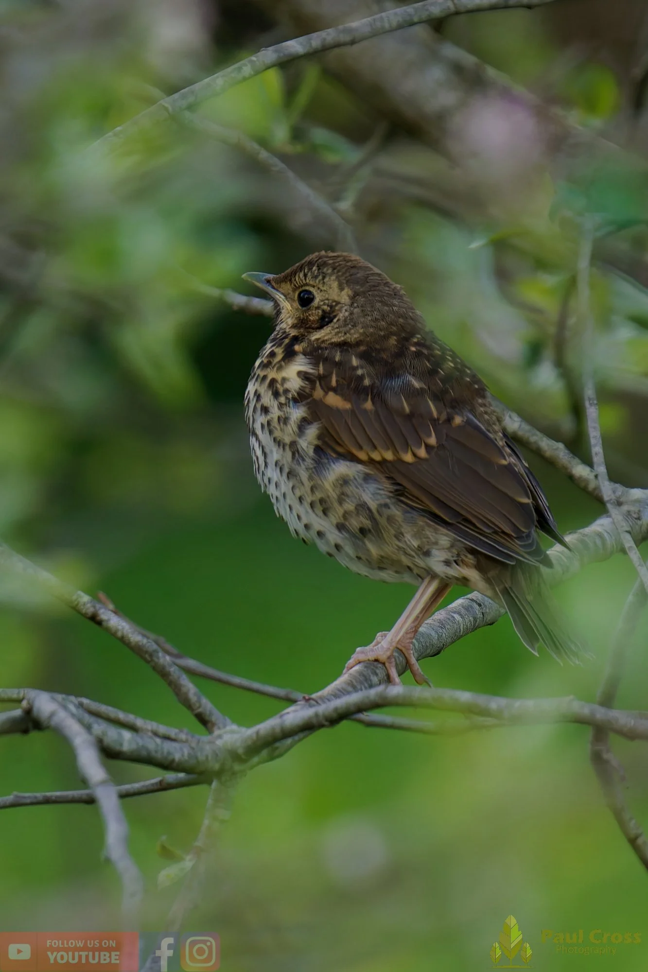 Song Thrush-00025.jpg
