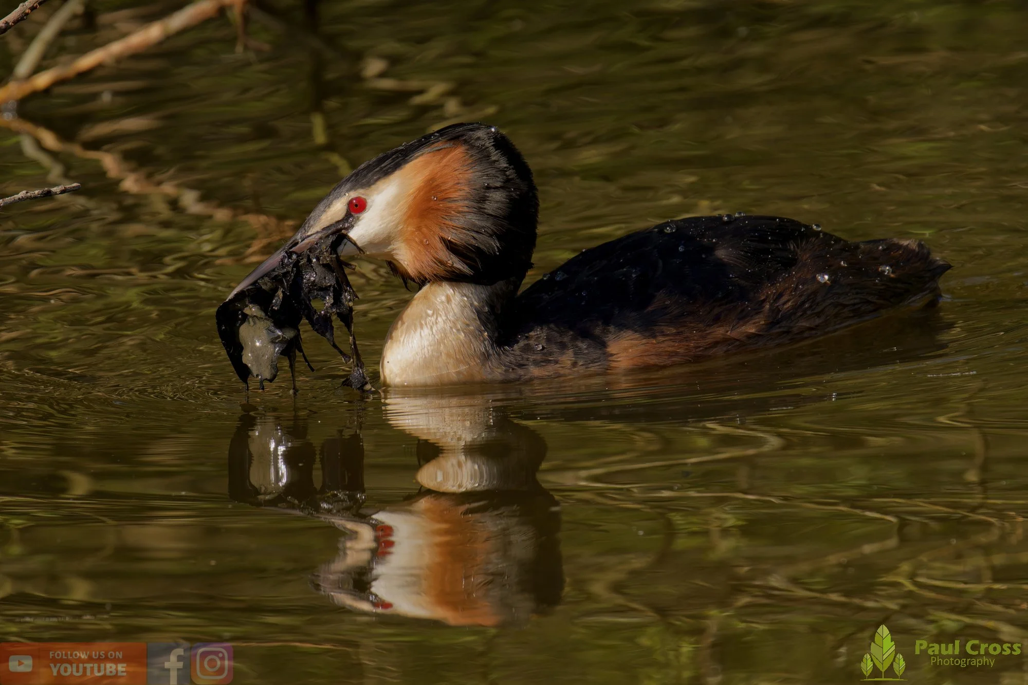 Great Crested Grebe-01084.jpg