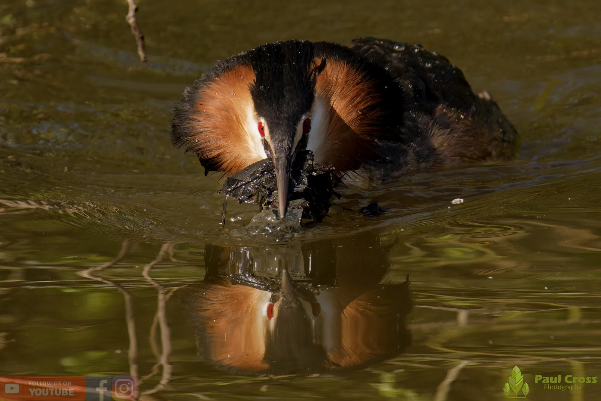 Great Crested Grebe-01085.jpg