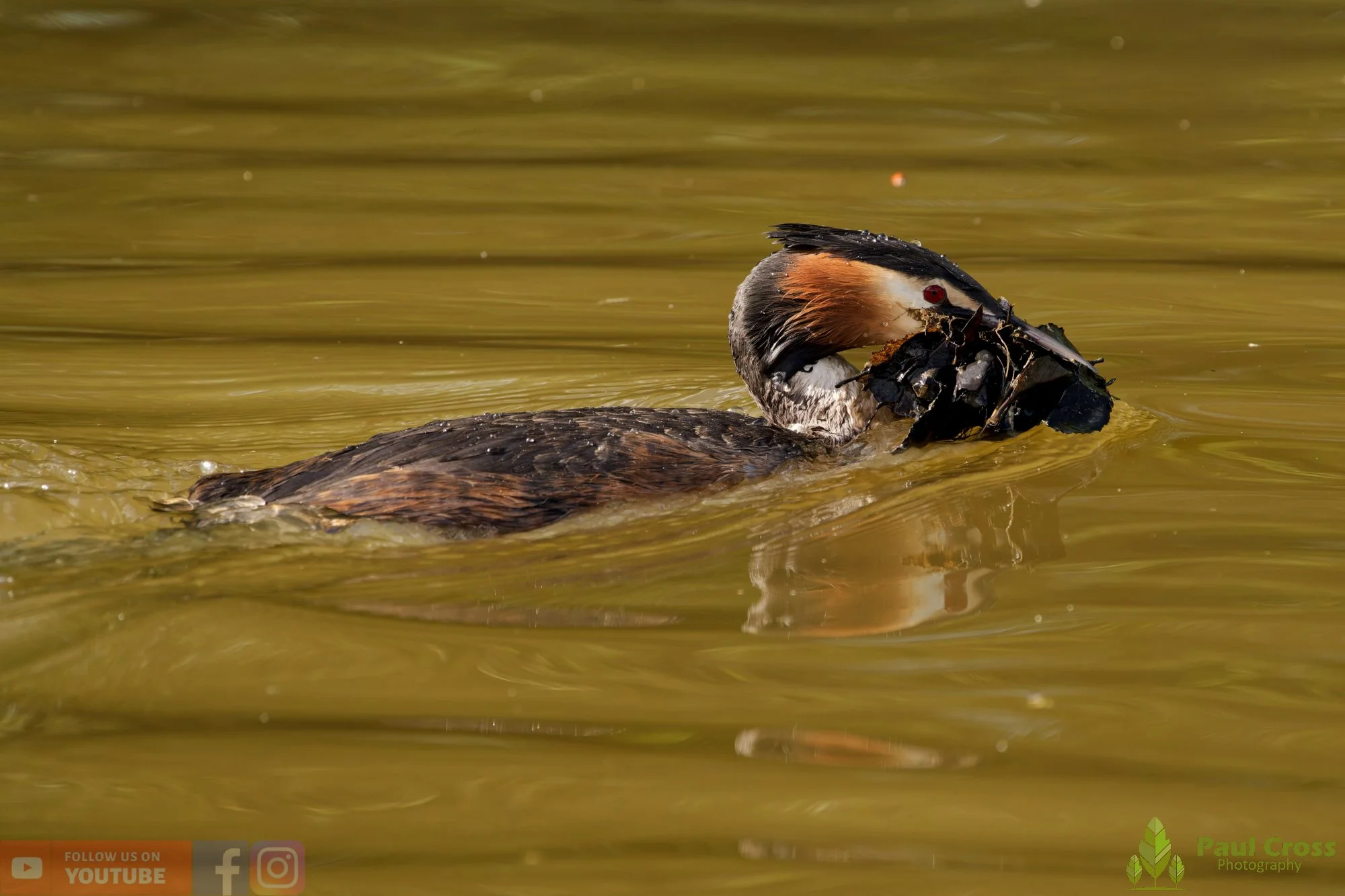 Great Crested Grebe-01090.jpg