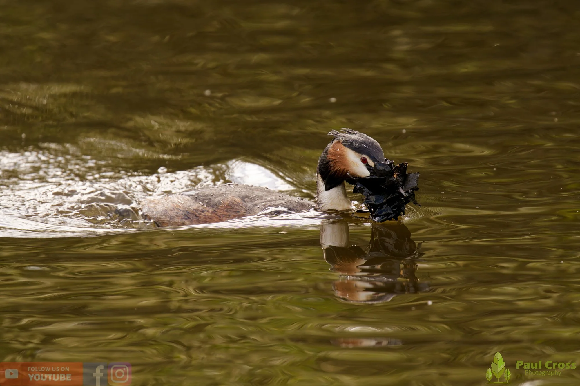 Great Crested Grebe-01091.jpg
