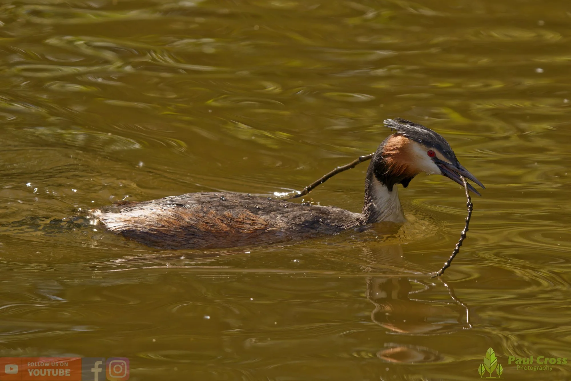 Great Crested Grebe-01094.jpg