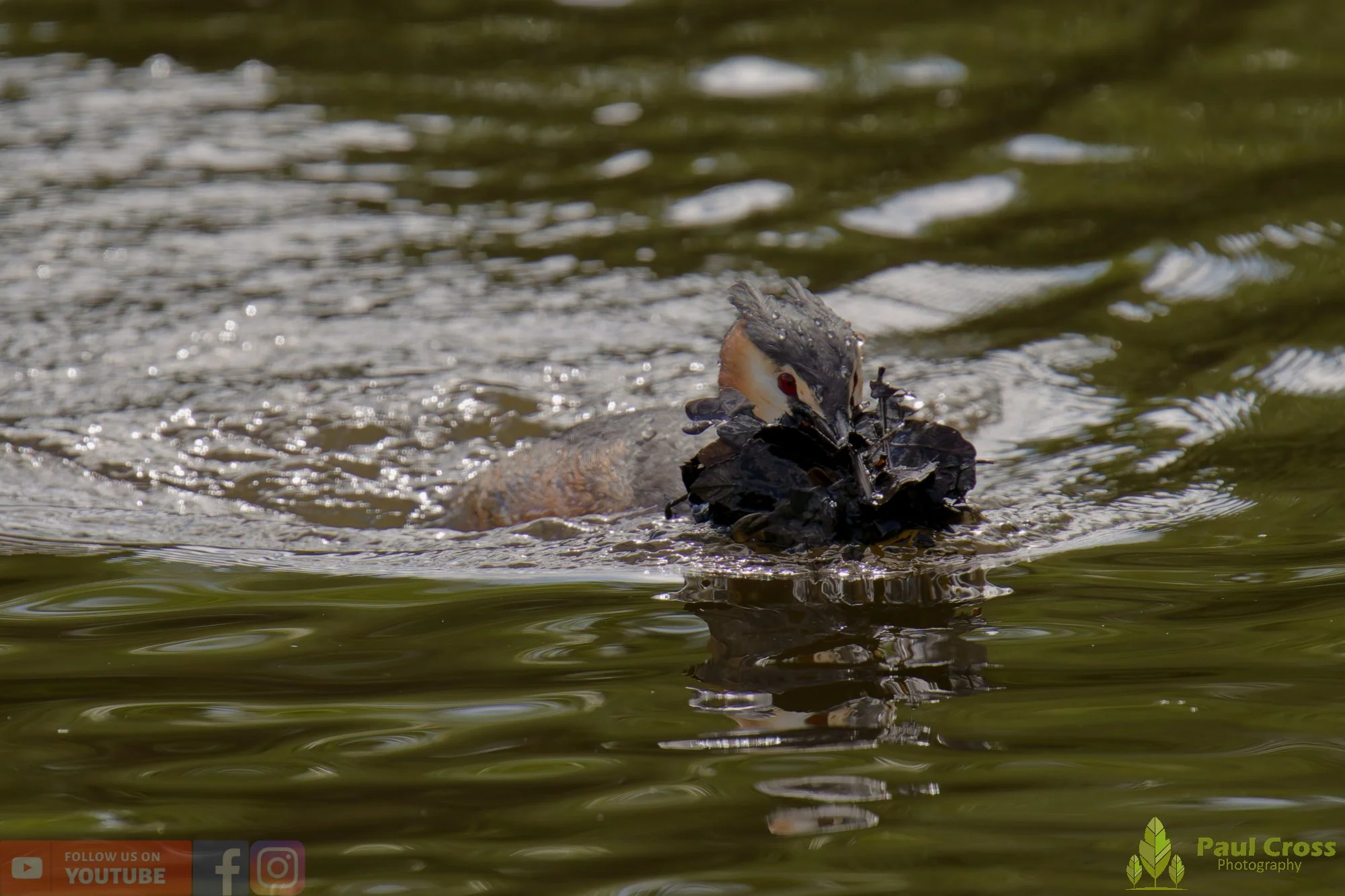 Great Crested Grebe-01095.jpg