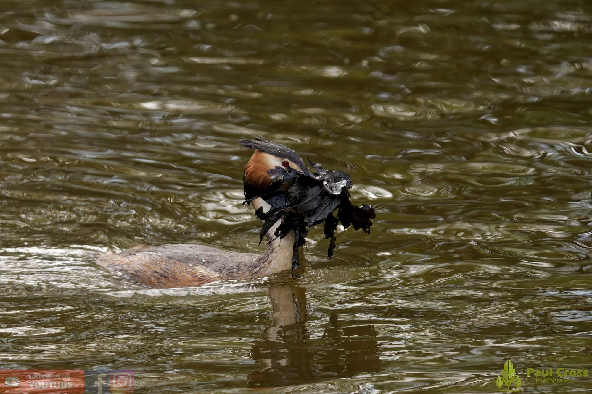 Great Crested Grebe-01100.jpg