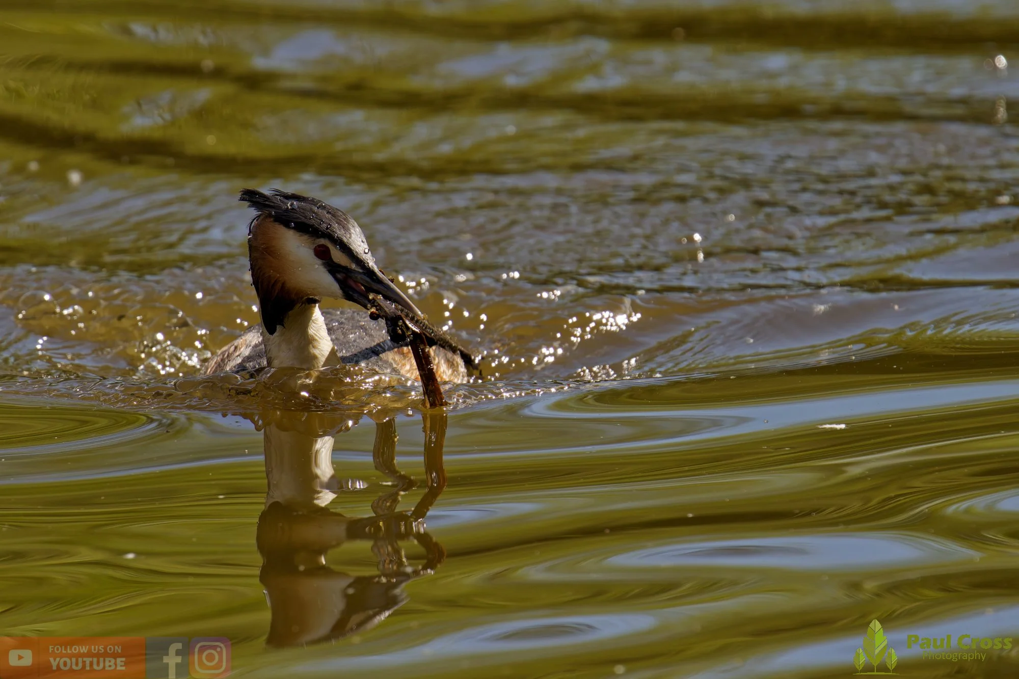 Great Crested Grebe-01101.jpg