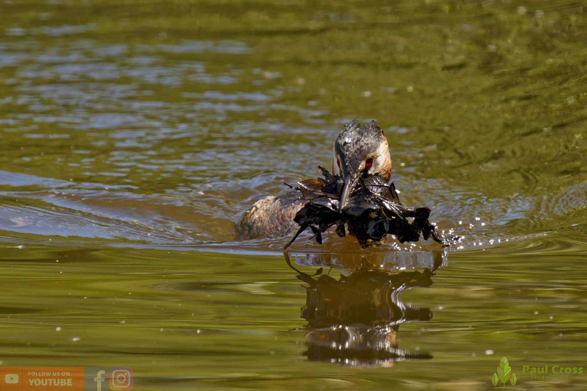 Great Crested Grebe-01103.jpg