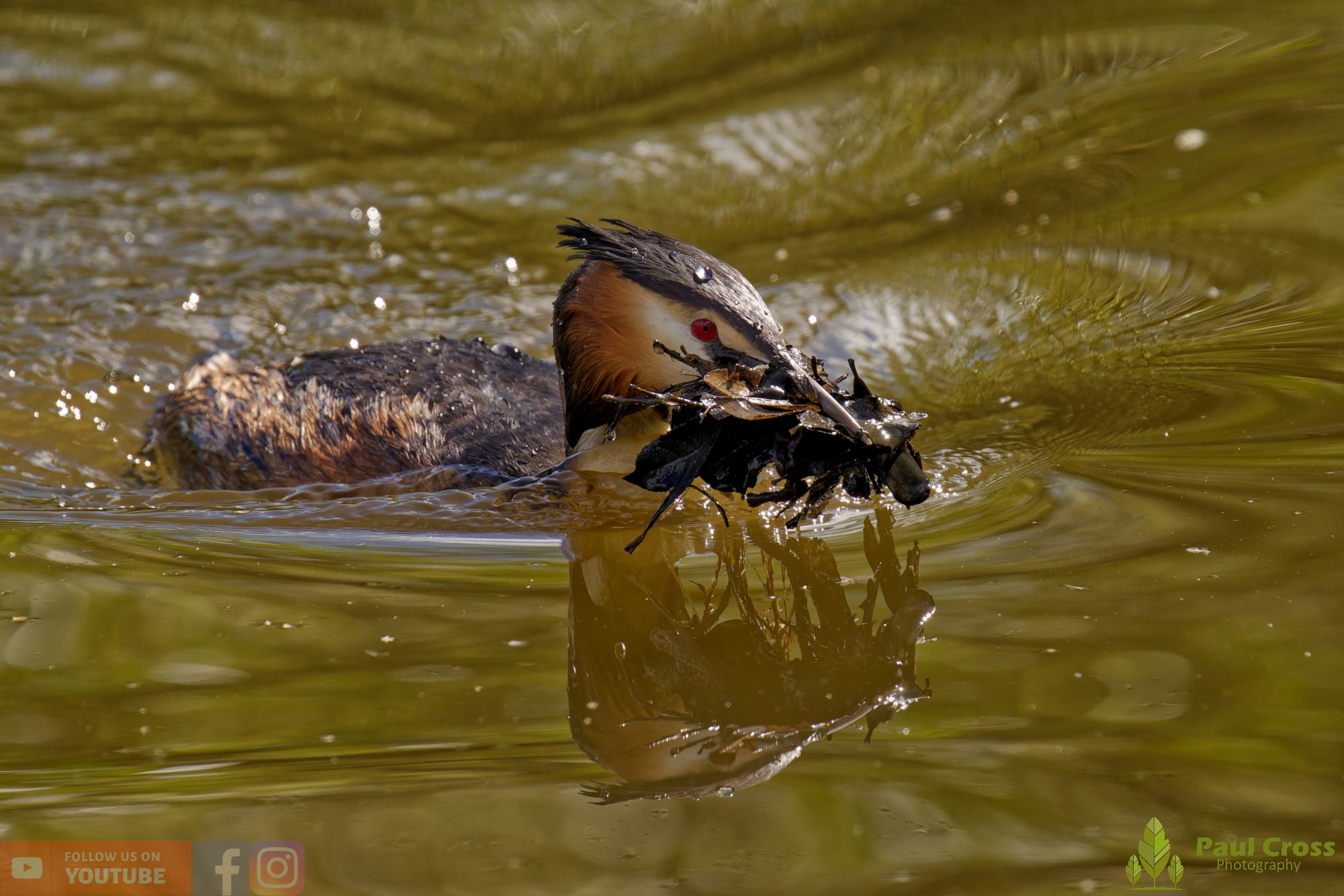 Great Crested Grebe-01106.jpg
