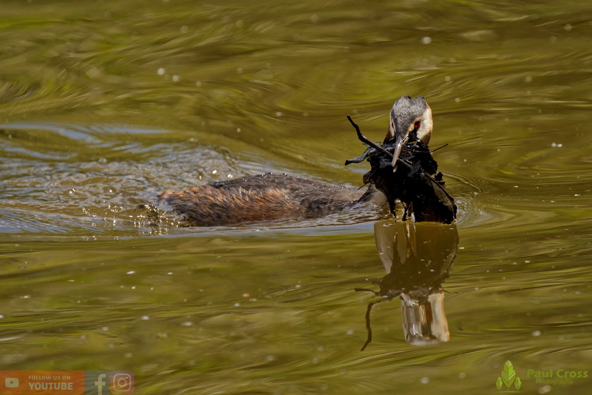 Great Crested Grebe-01117.jpg