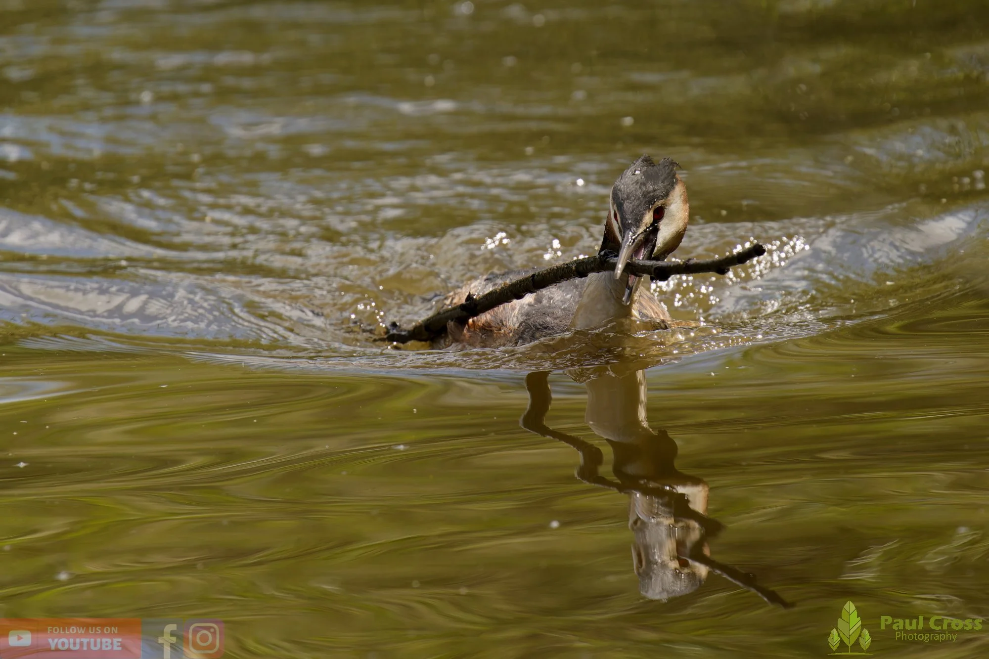Great Crested Grebe-01118.jpg