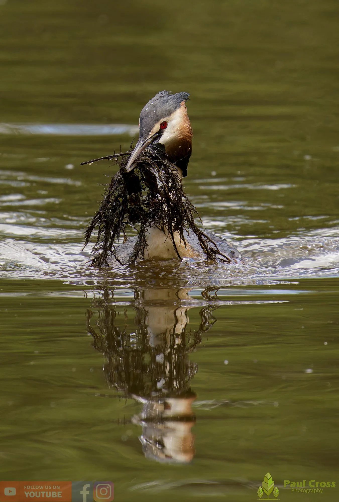 Great Crested Grebe-01123.jpg