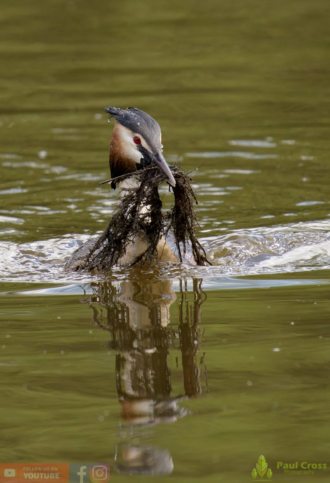 Great Crested Grebe-01124.jpg
