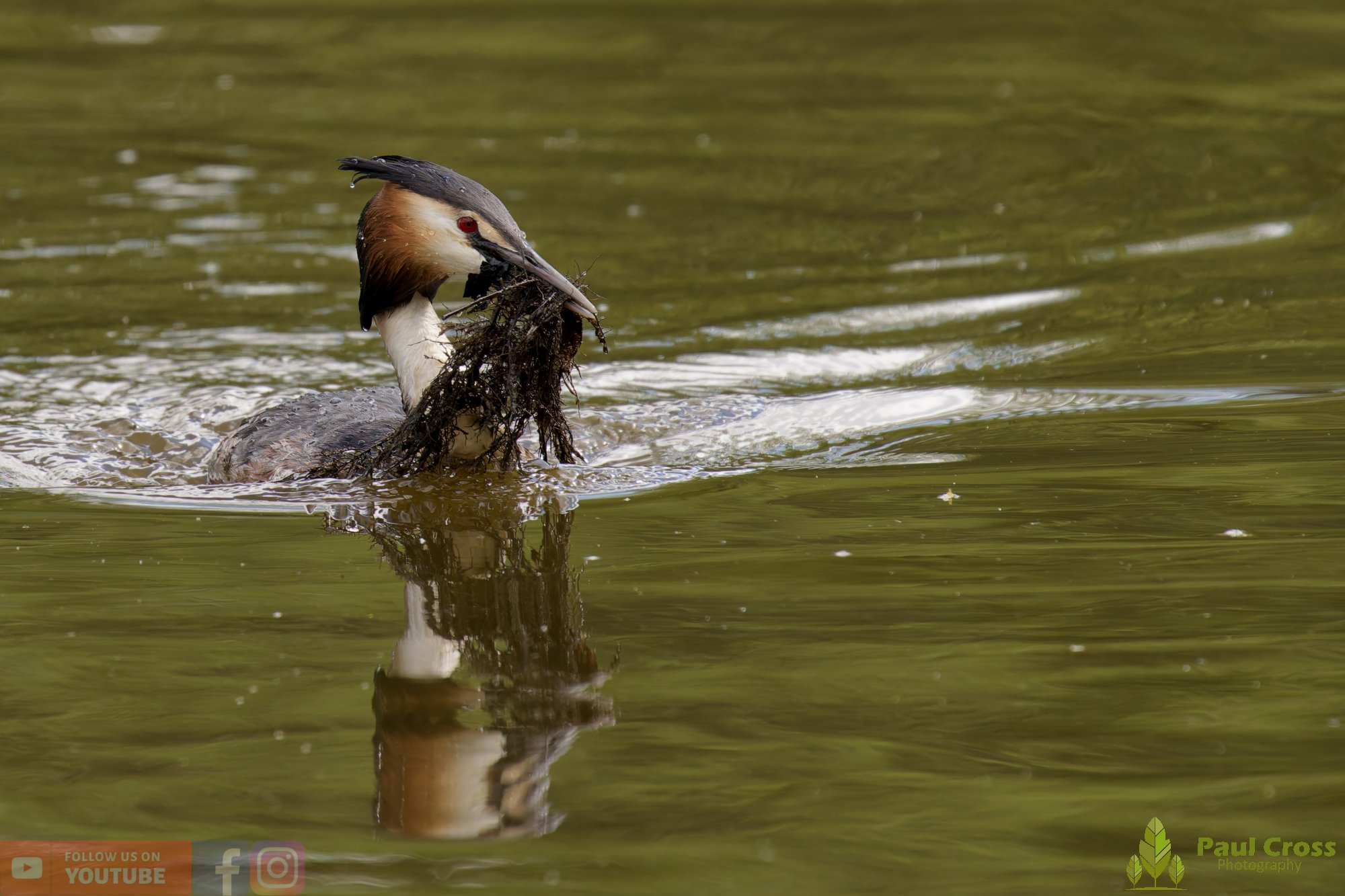 Great Crested Grebe-01125.jpg