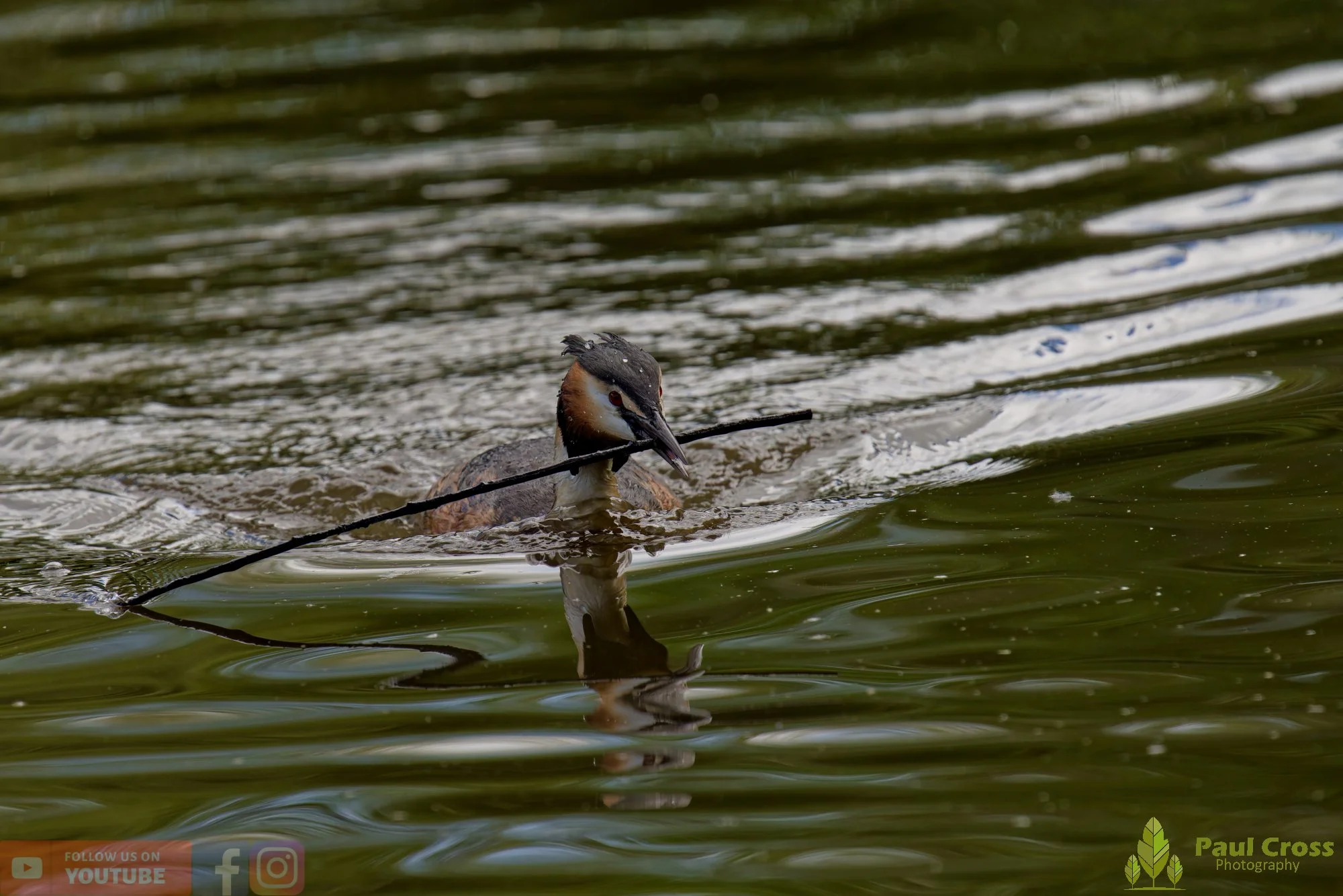 Great Crested Grebe-01126.jpg