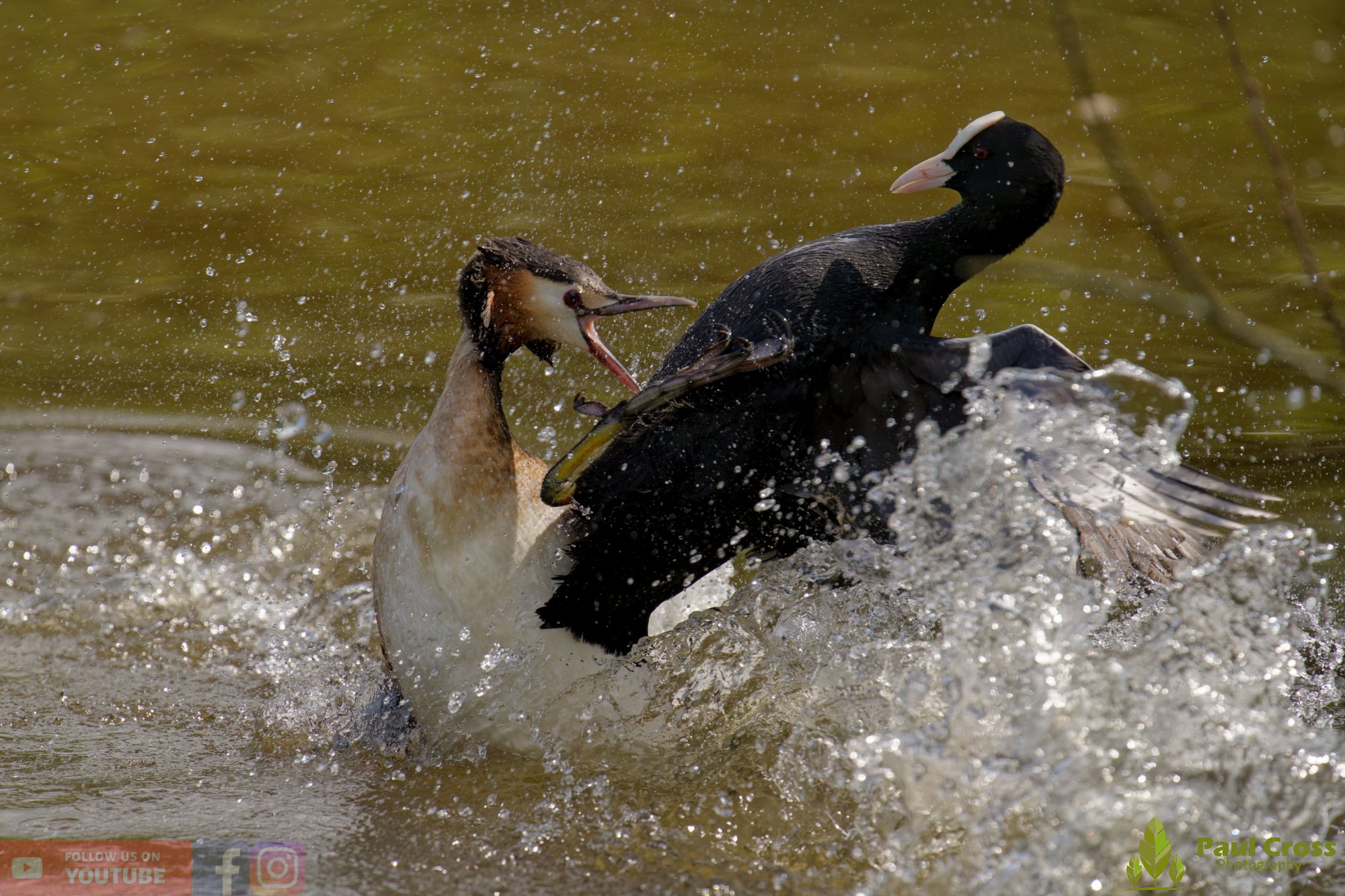 Great Crested Grebe-01127.jpg