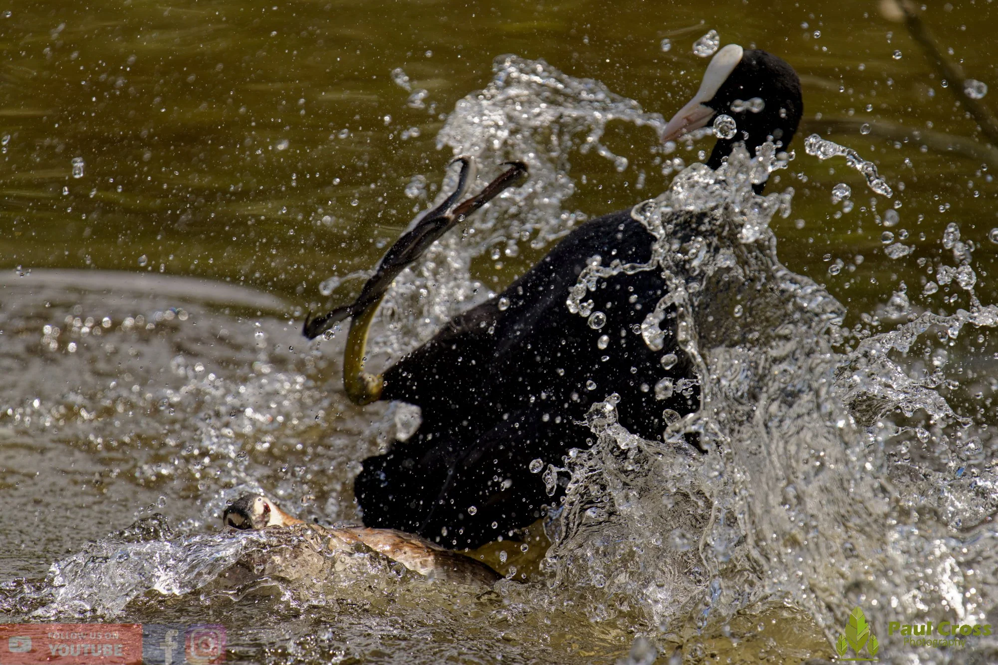 Great Crested Grebe-01128.jpg
