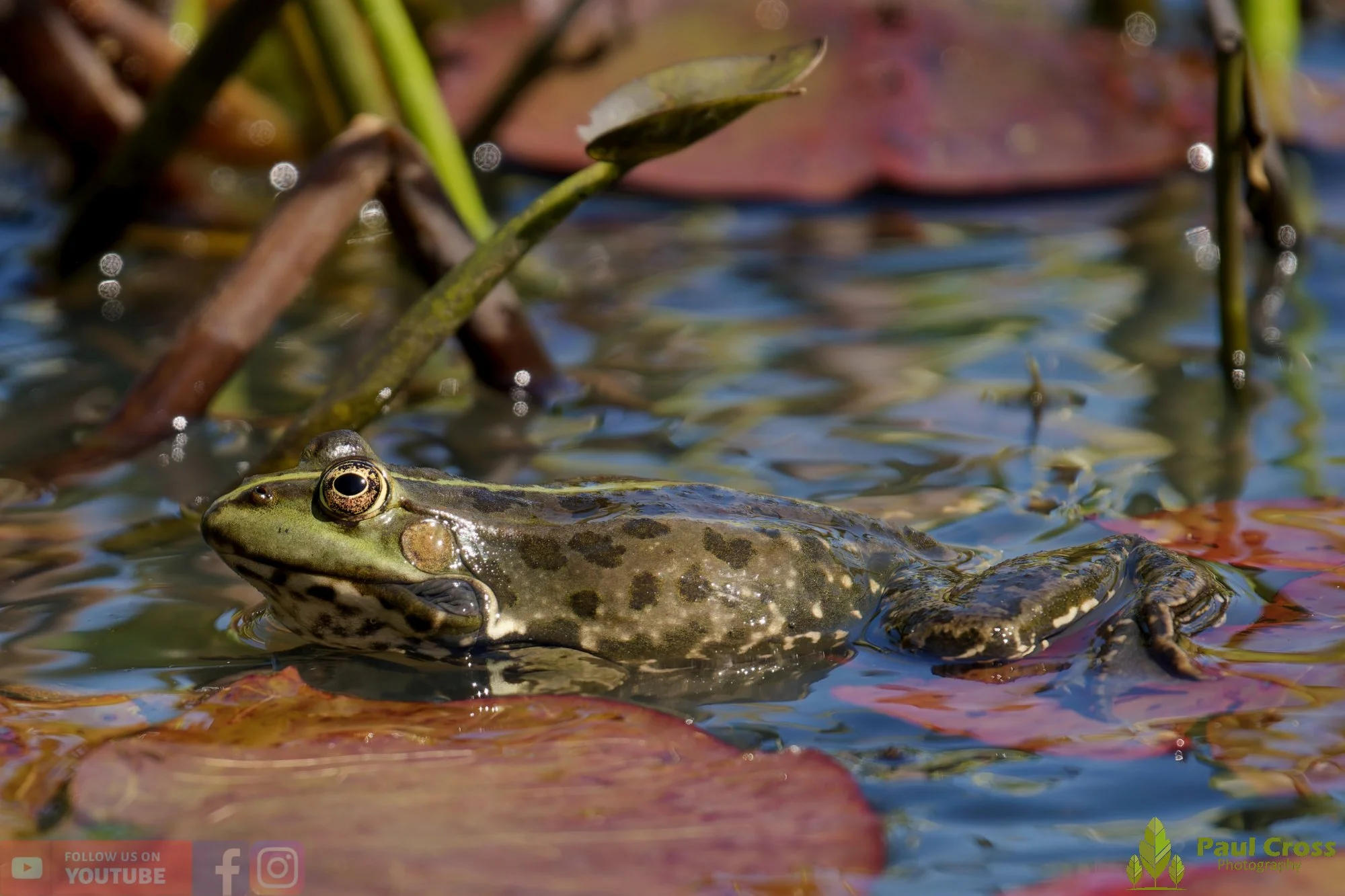 Marsh Frog-00073.jpg
