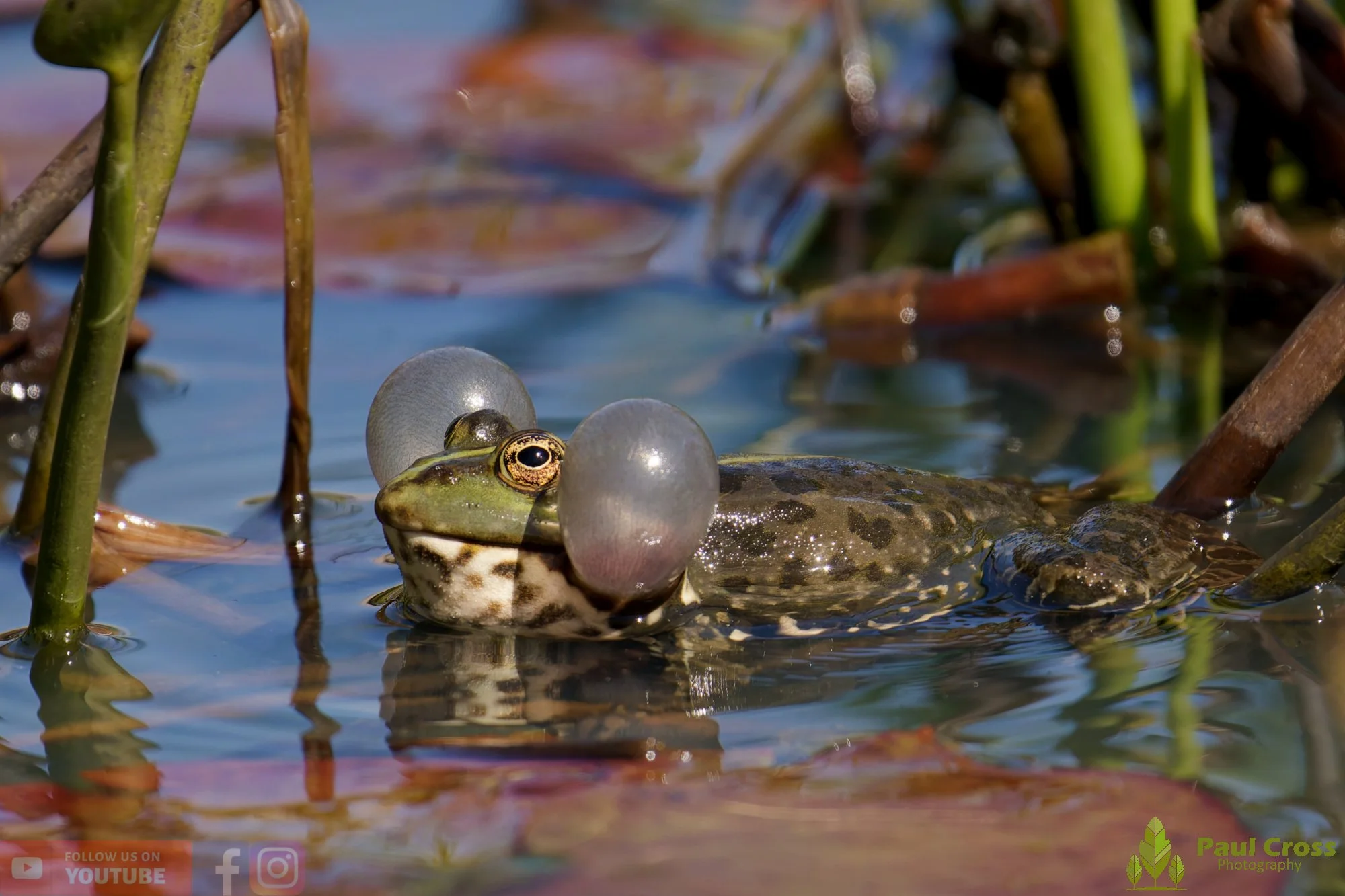 Marsh Frog-00074.jpg