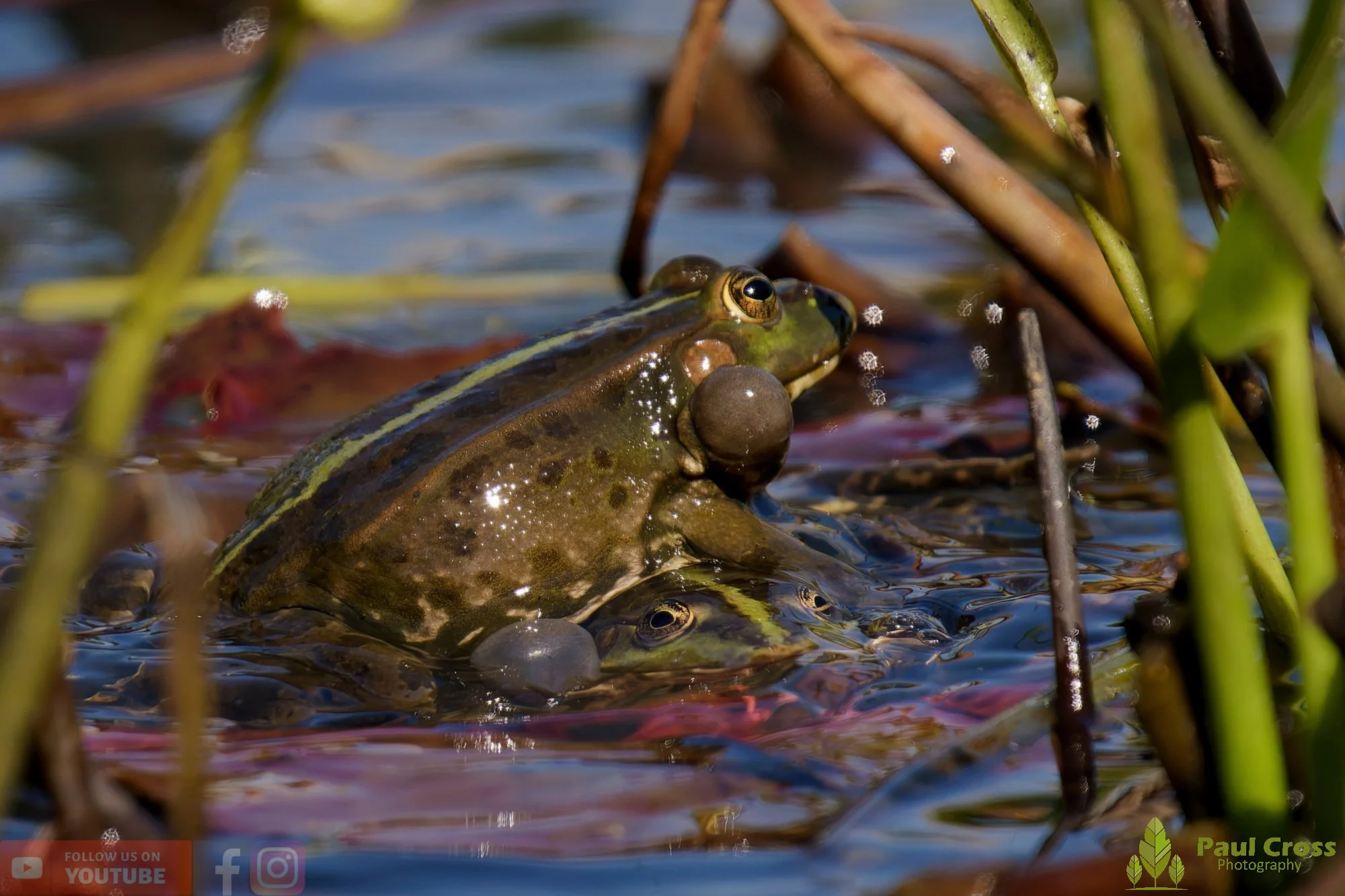 Marsh Frog-00075.jpg