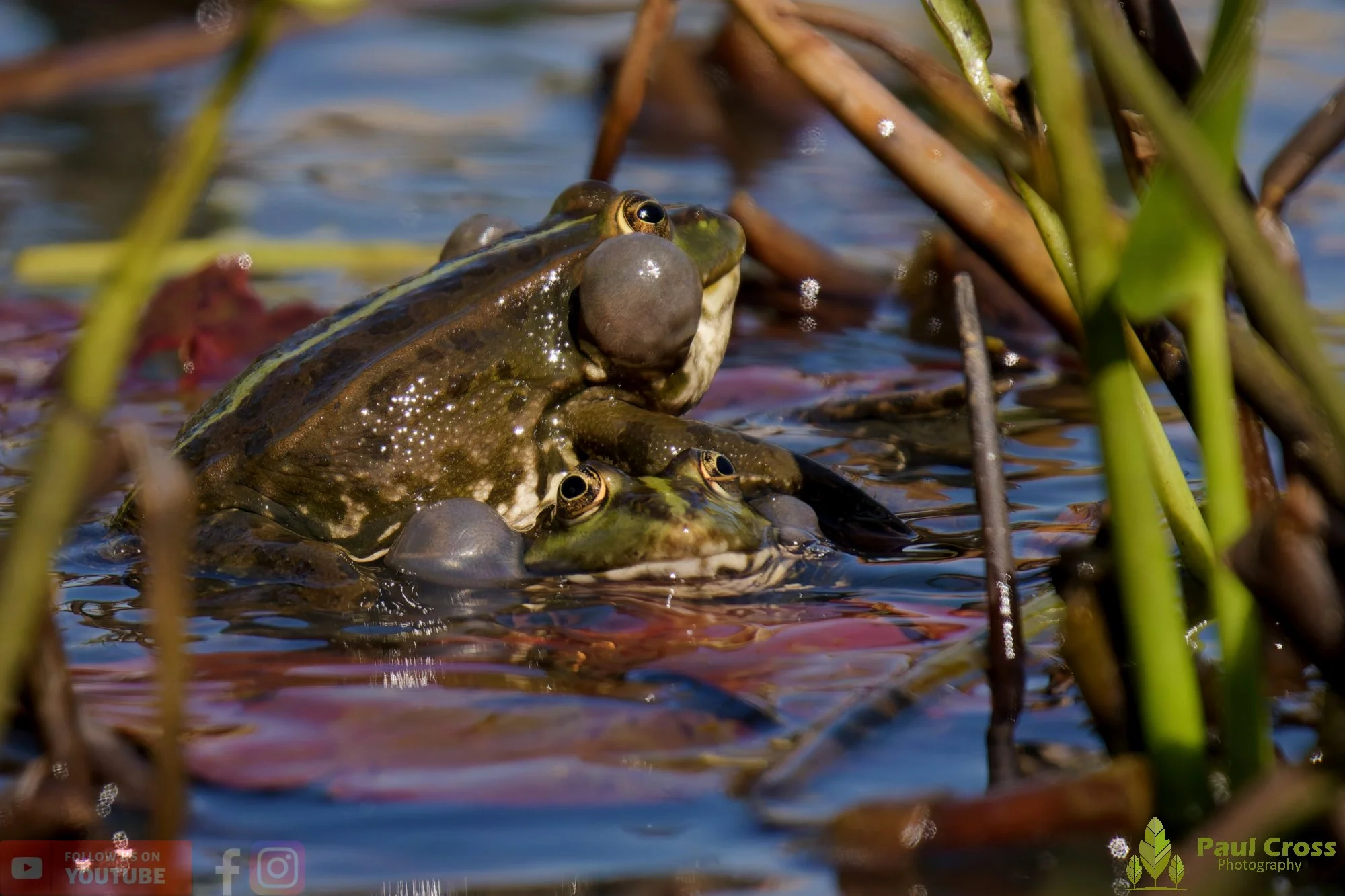 Marsh Frog-00076.jpg