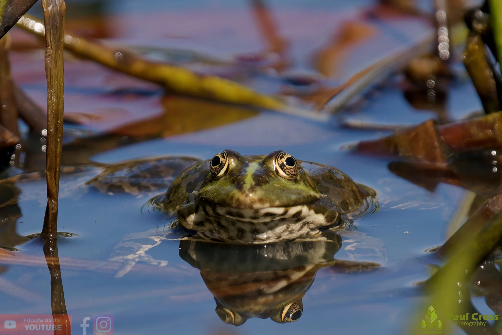 Marsh Frog-00077.jpg