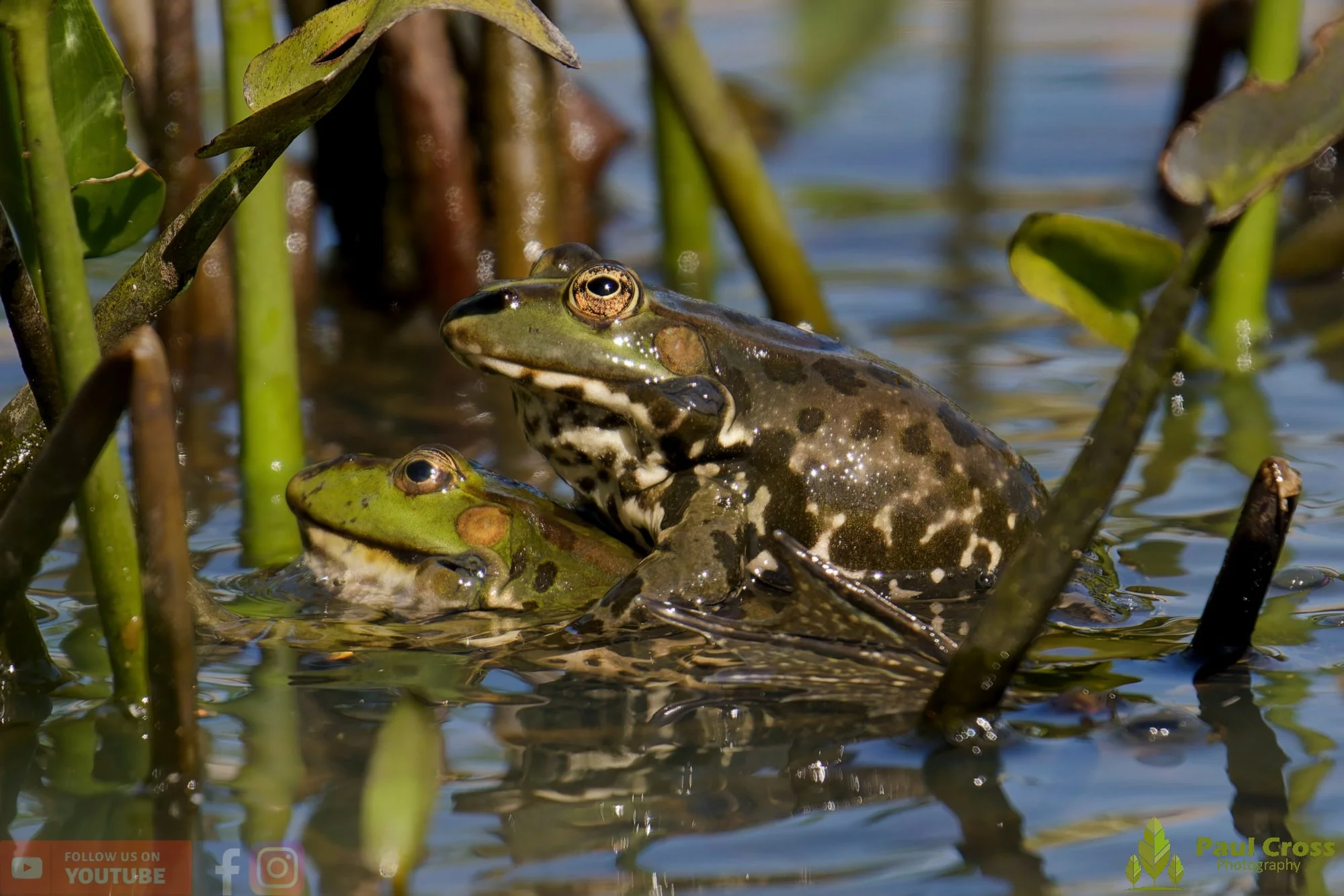Marsh Frog-00078.jpg
