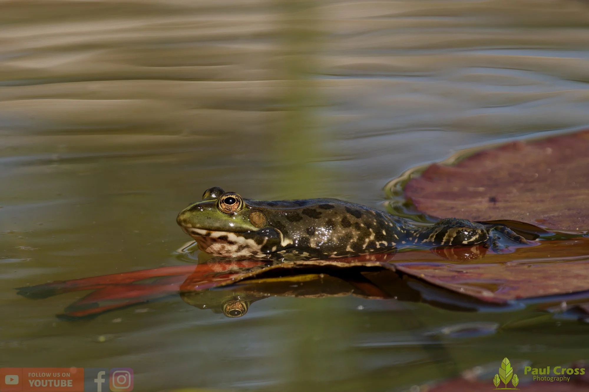 Marsh Frog-00079.jpg