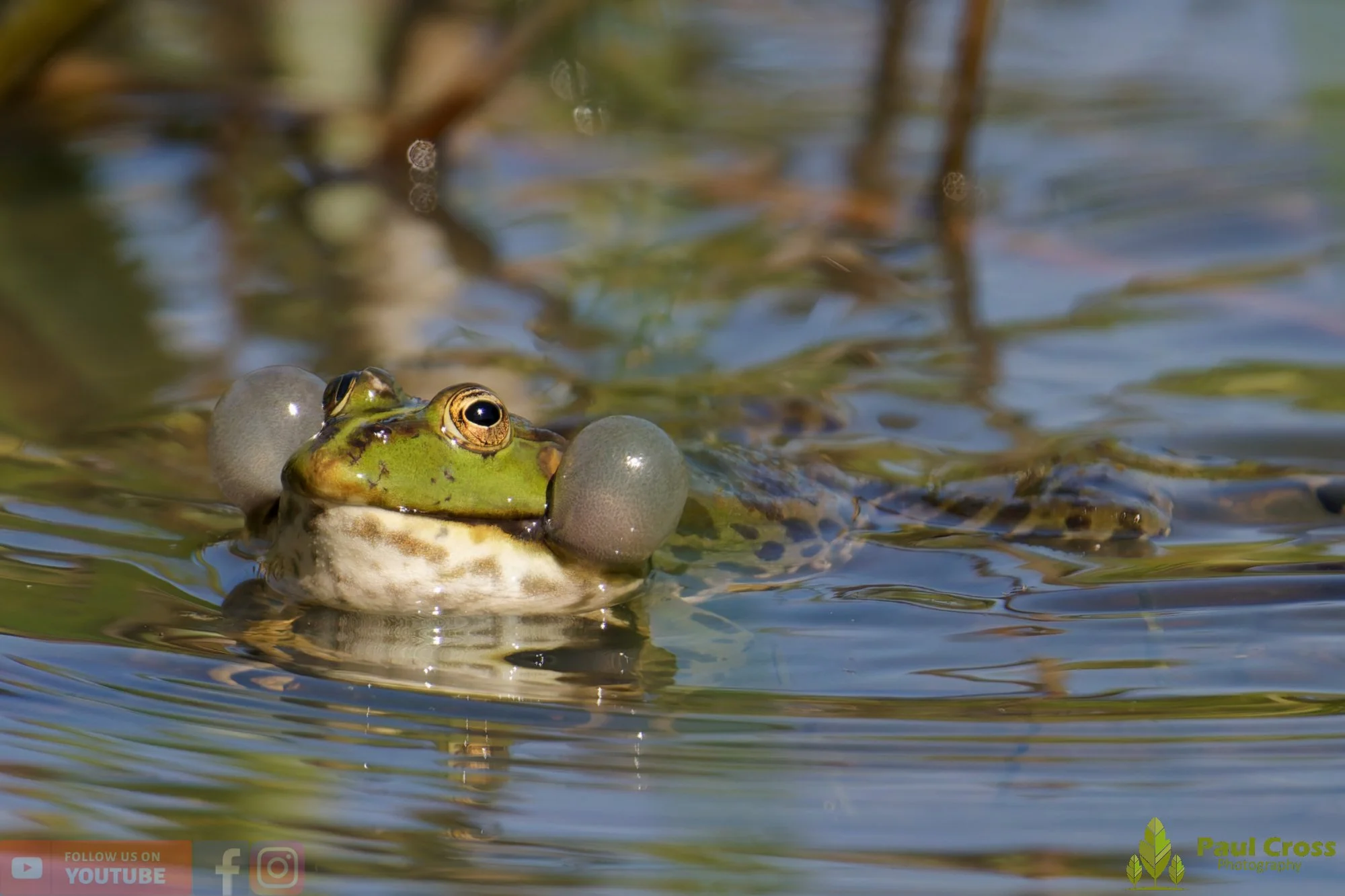 Marsh Frog-00080.jpg