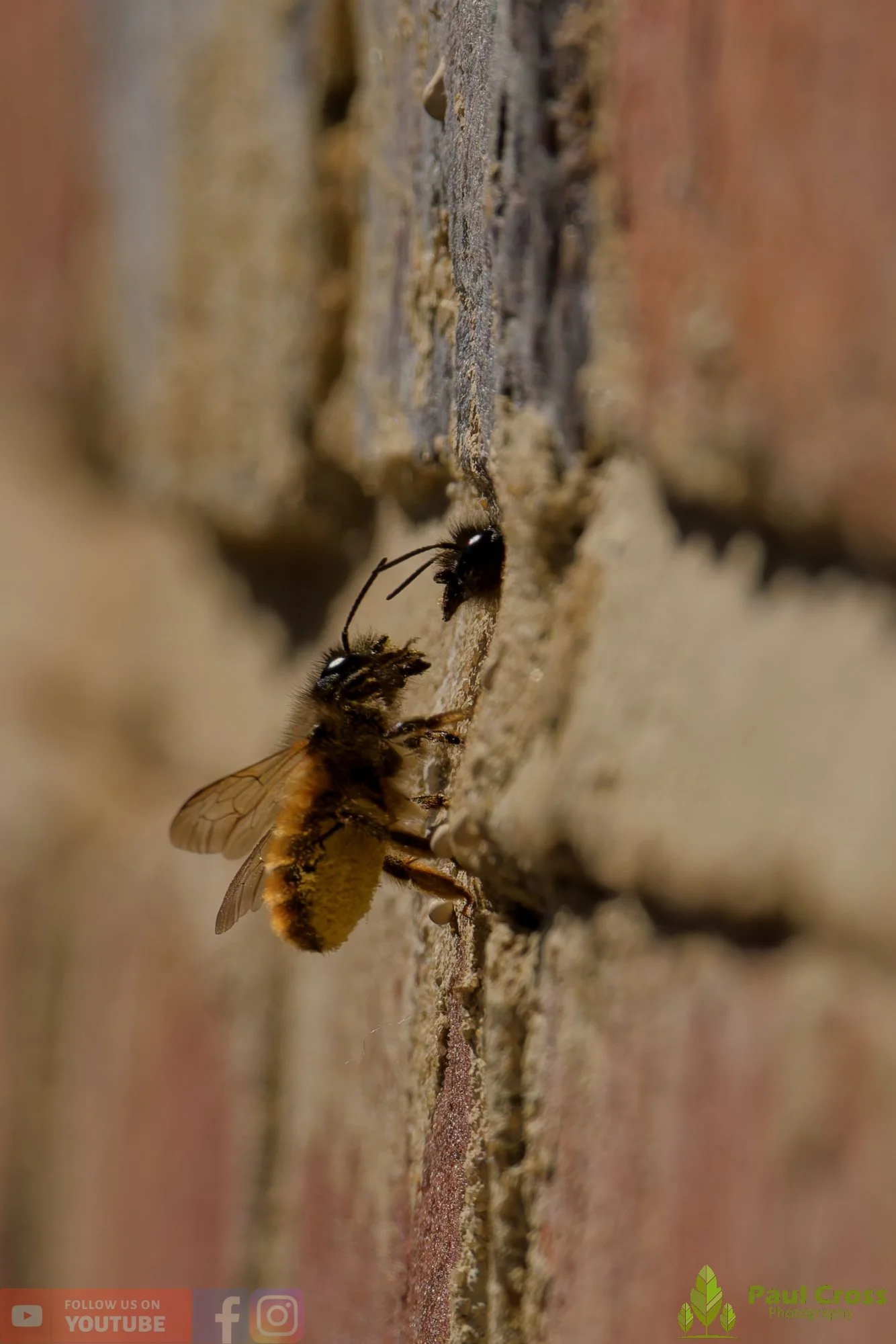 Red Mason Bee-00004.jpg