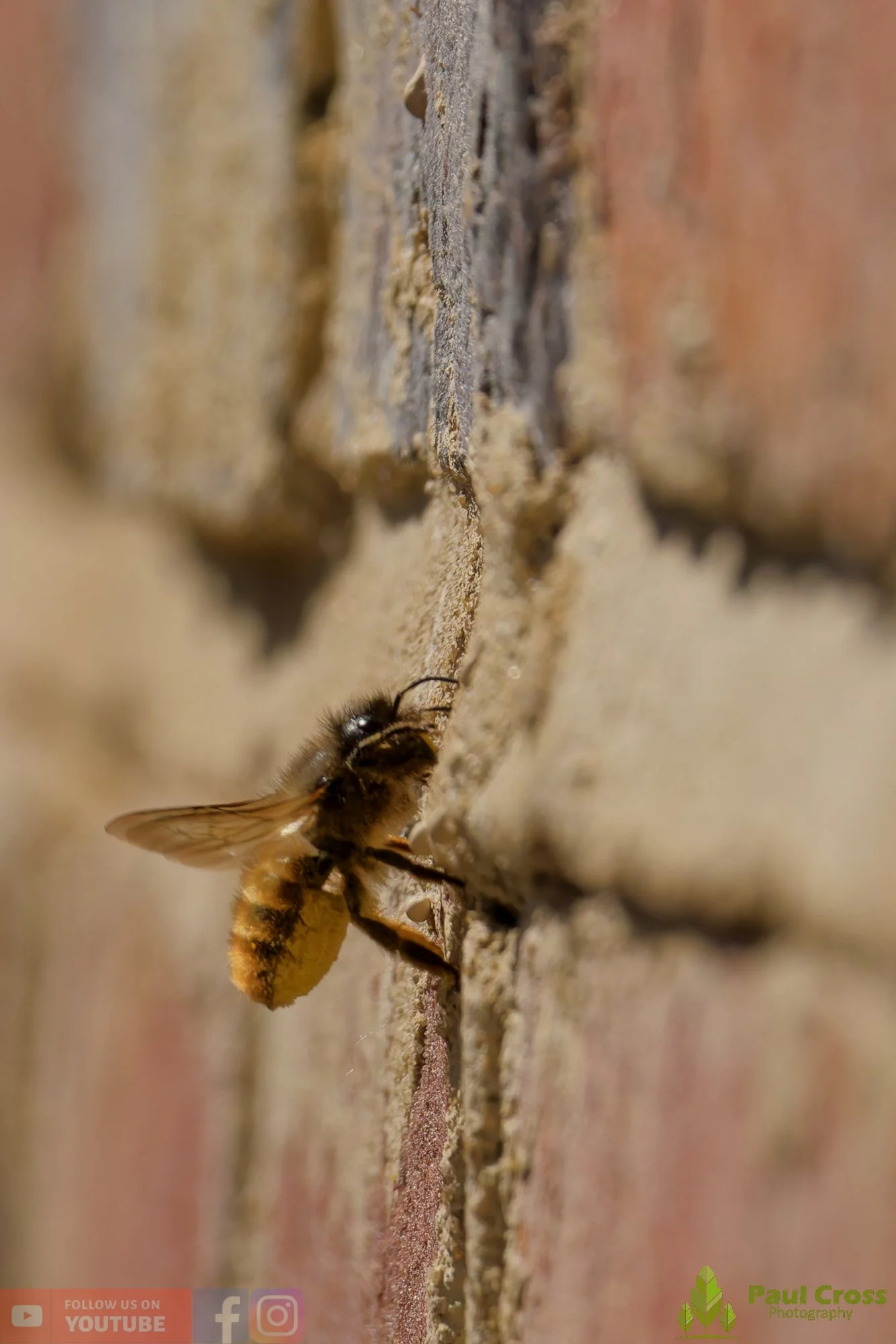 Red Mason Bee-00005.jpg