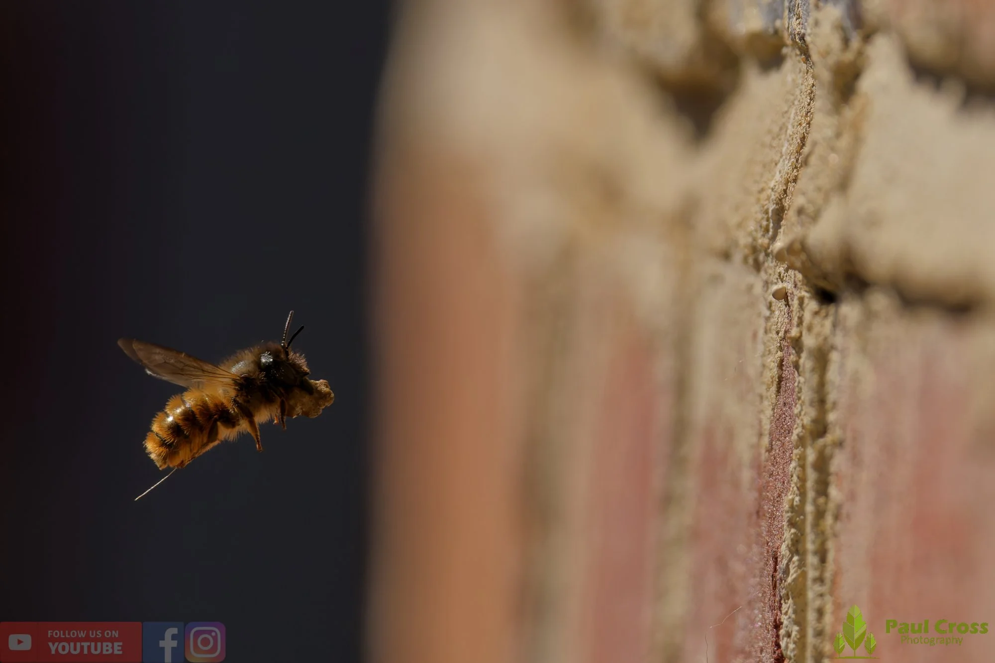 Red Mason Bee-00006.jpg