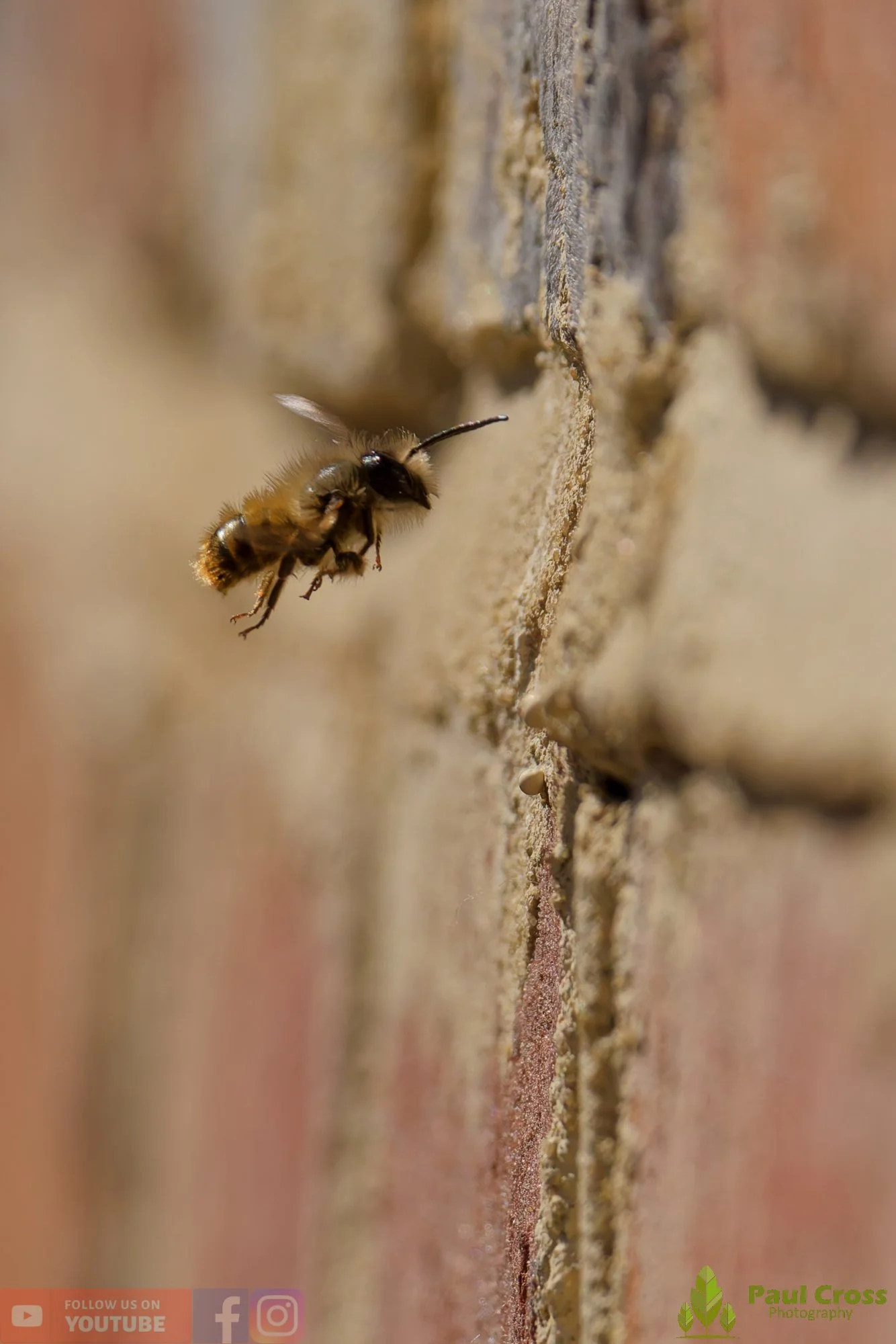 Red Mason Bee-00007.jpg