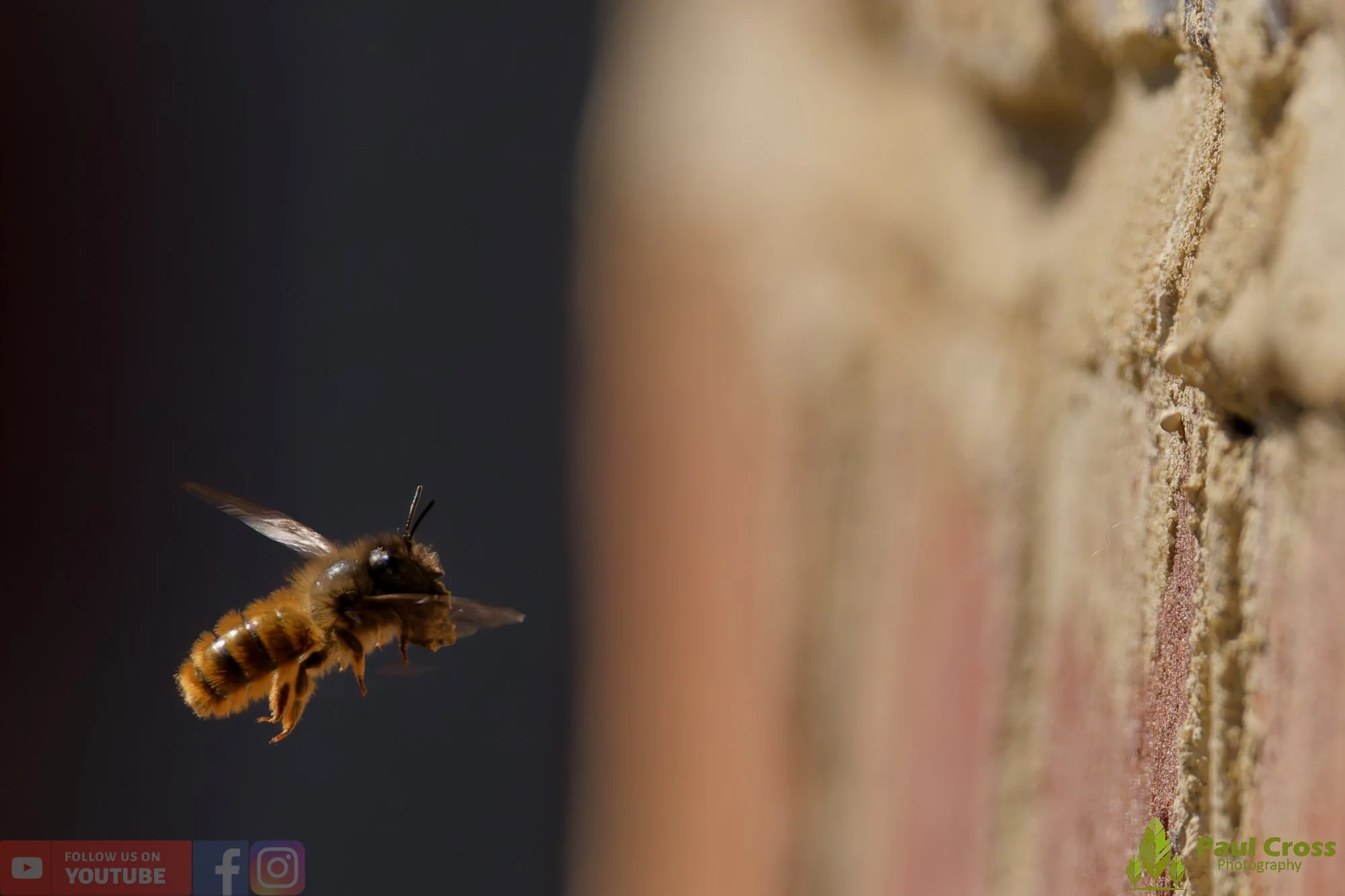 Red Mason Bee-00008.jpg