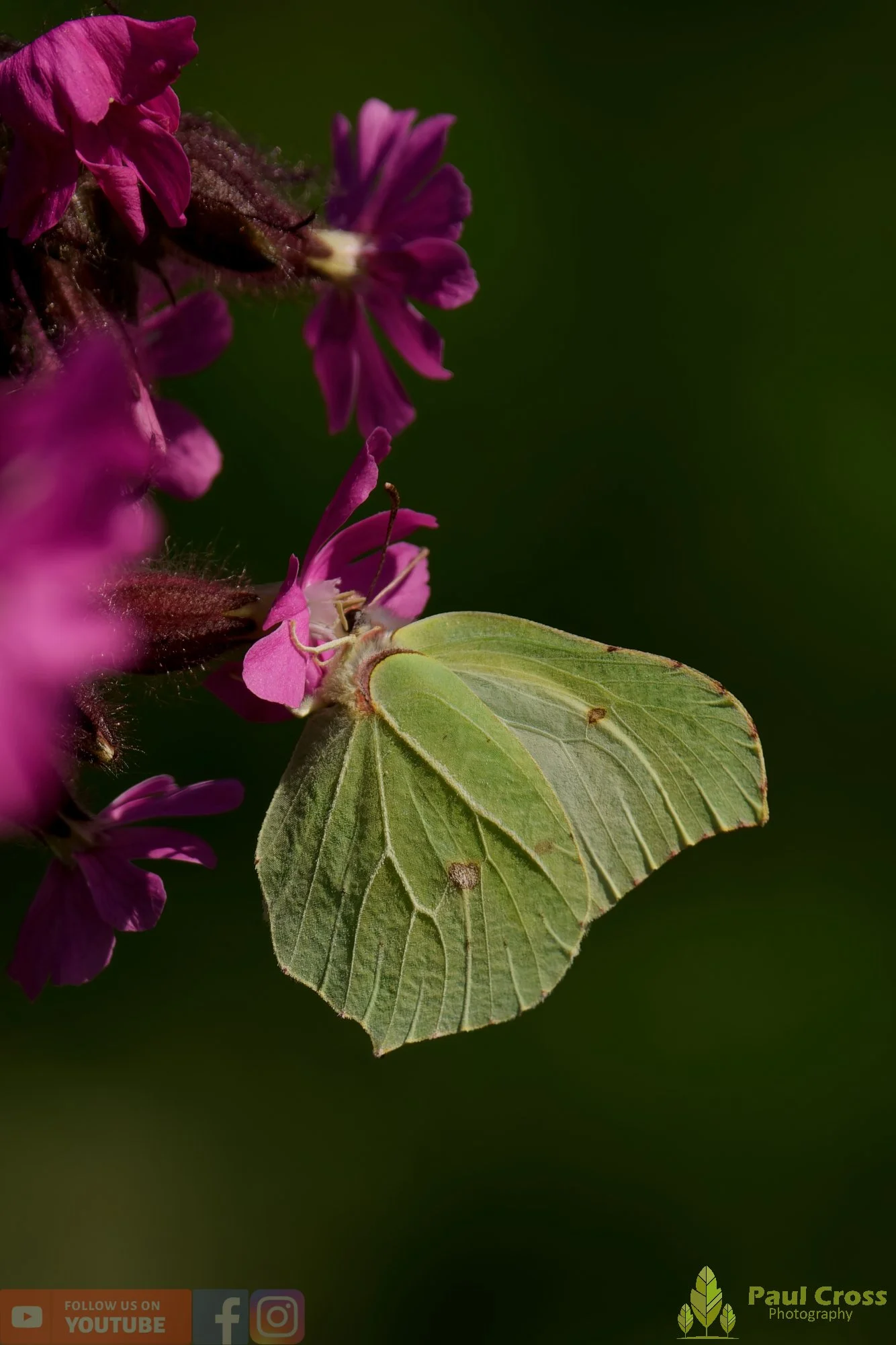 Brimstone-00034.jpg