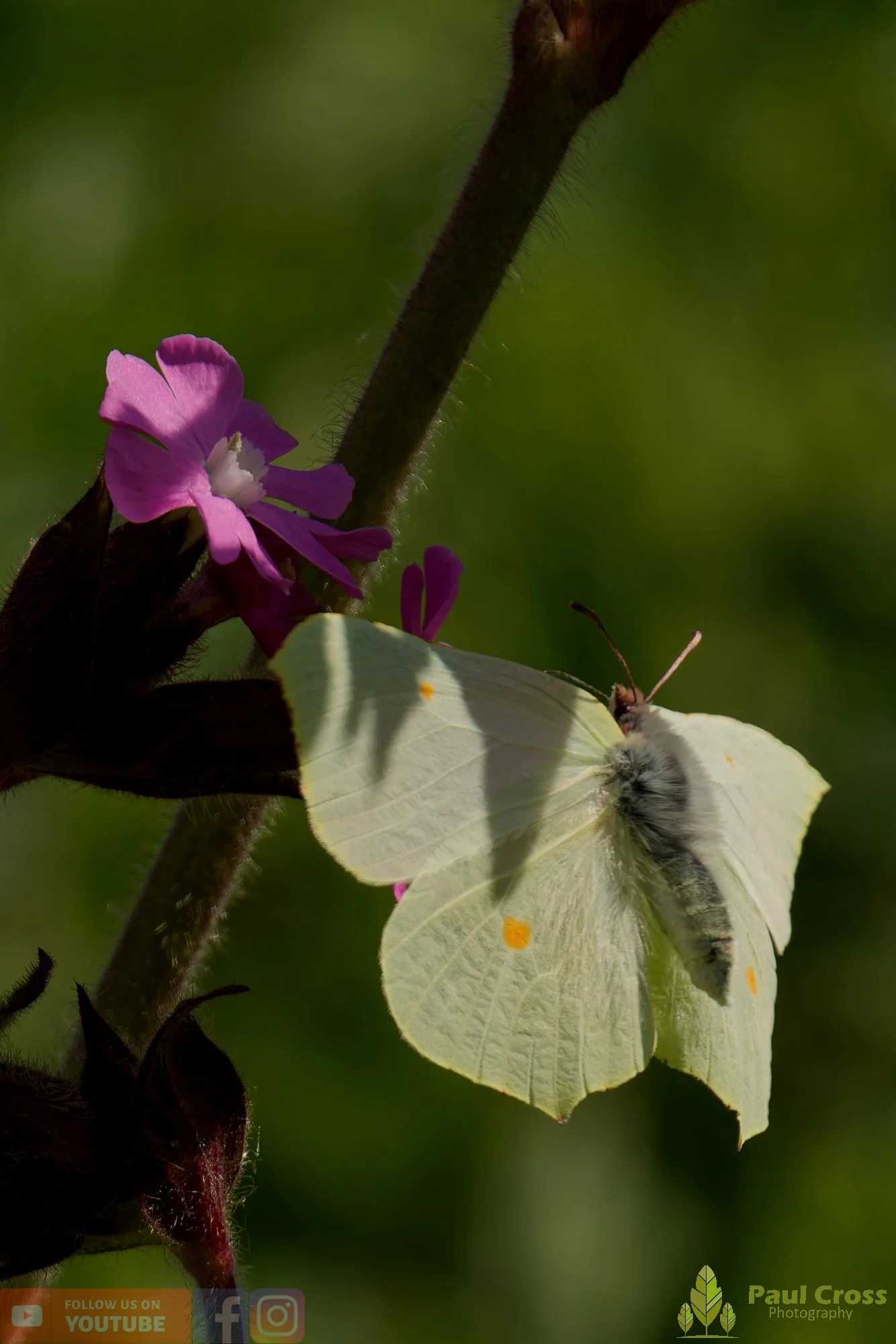 Brimstone-00035.jpg