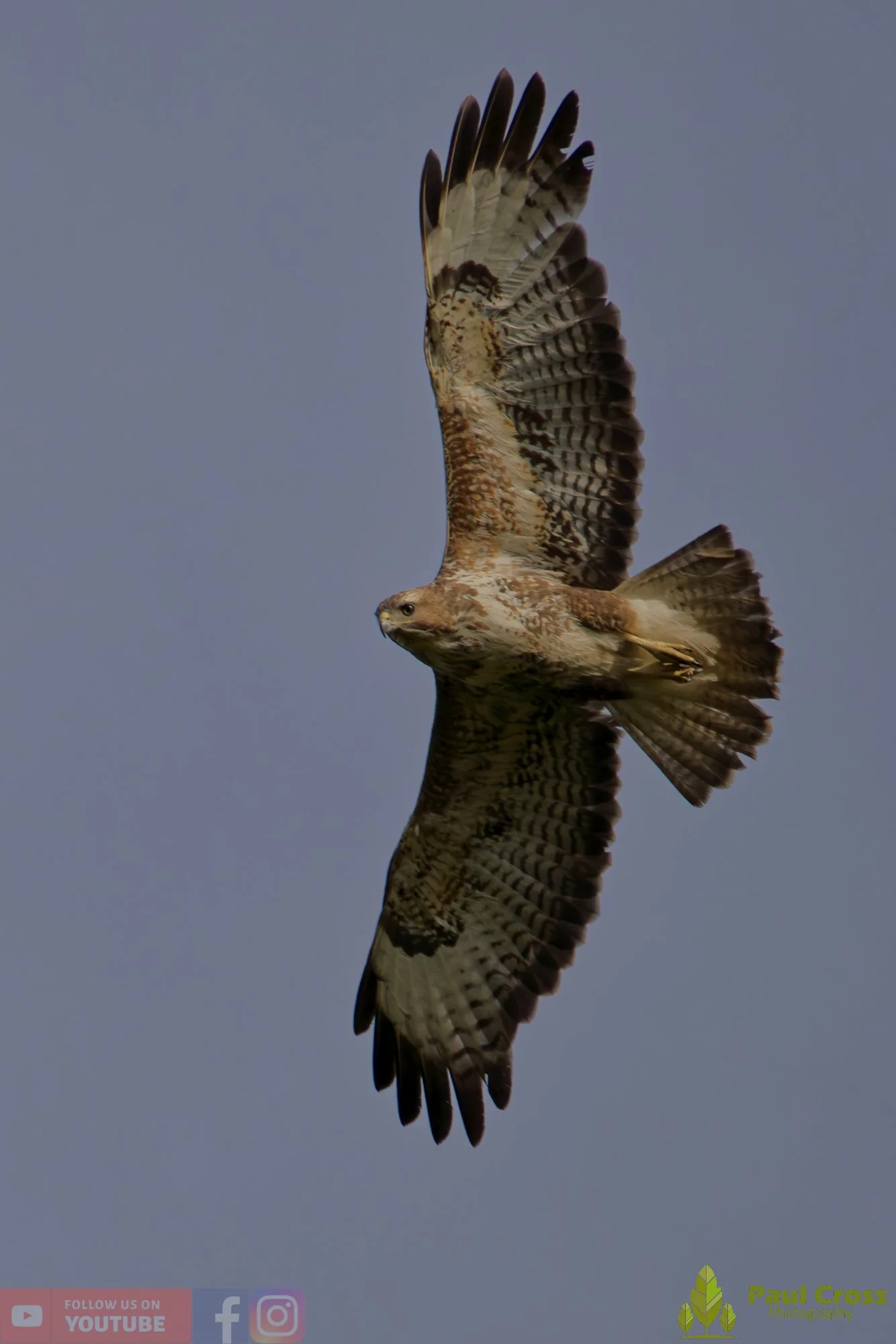 Buzzard-00112.jpg