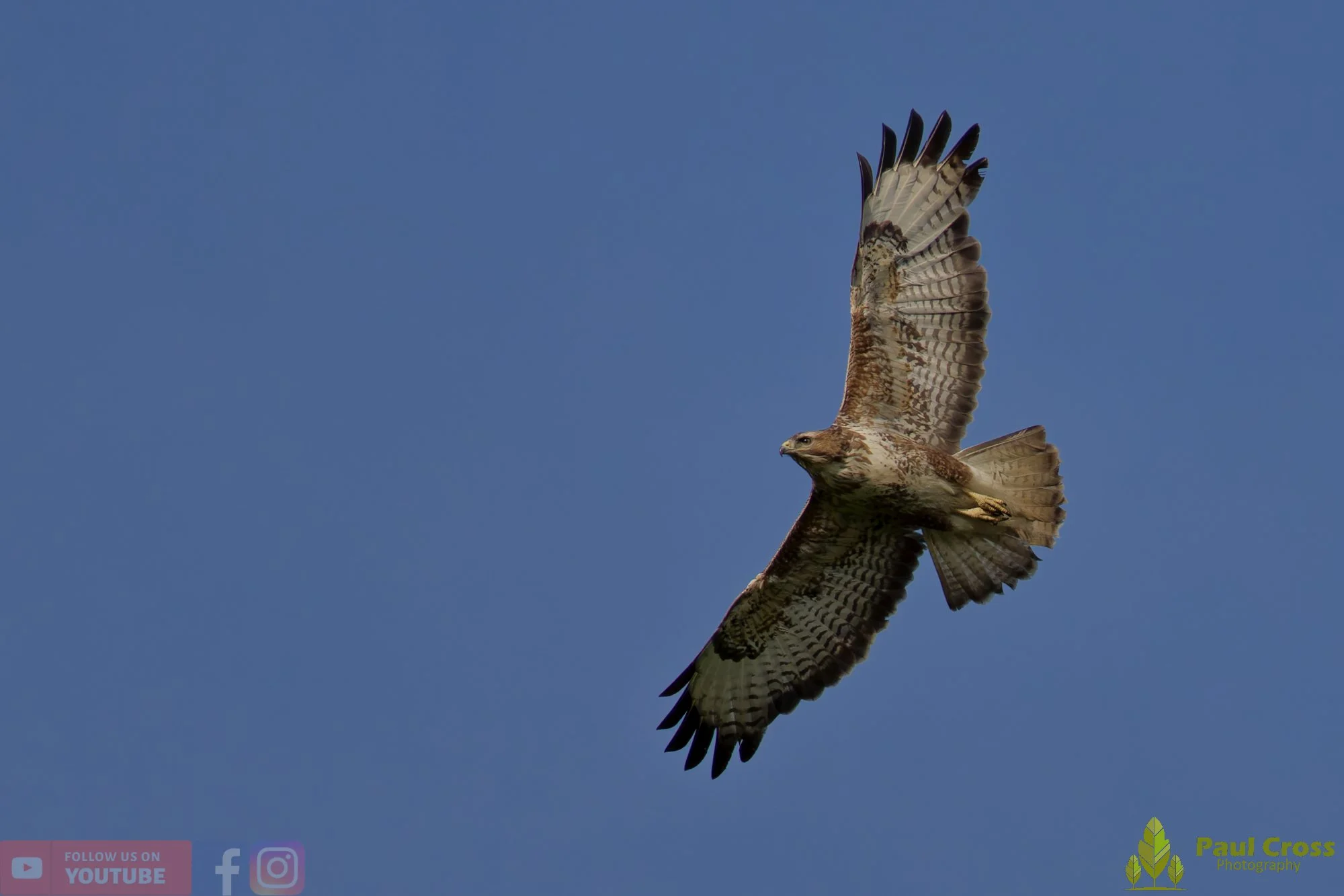Buzzard-00113.jpg