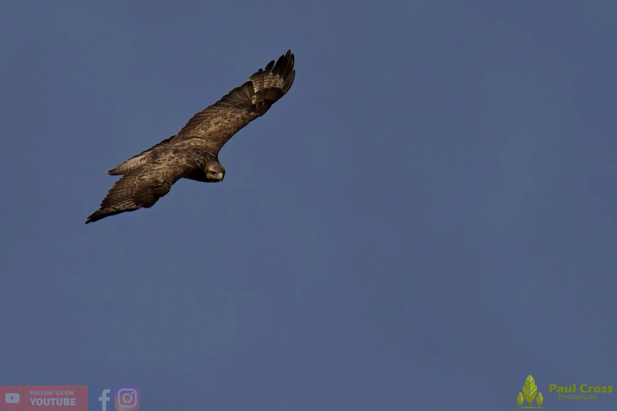 Buzzard-00114.jpg