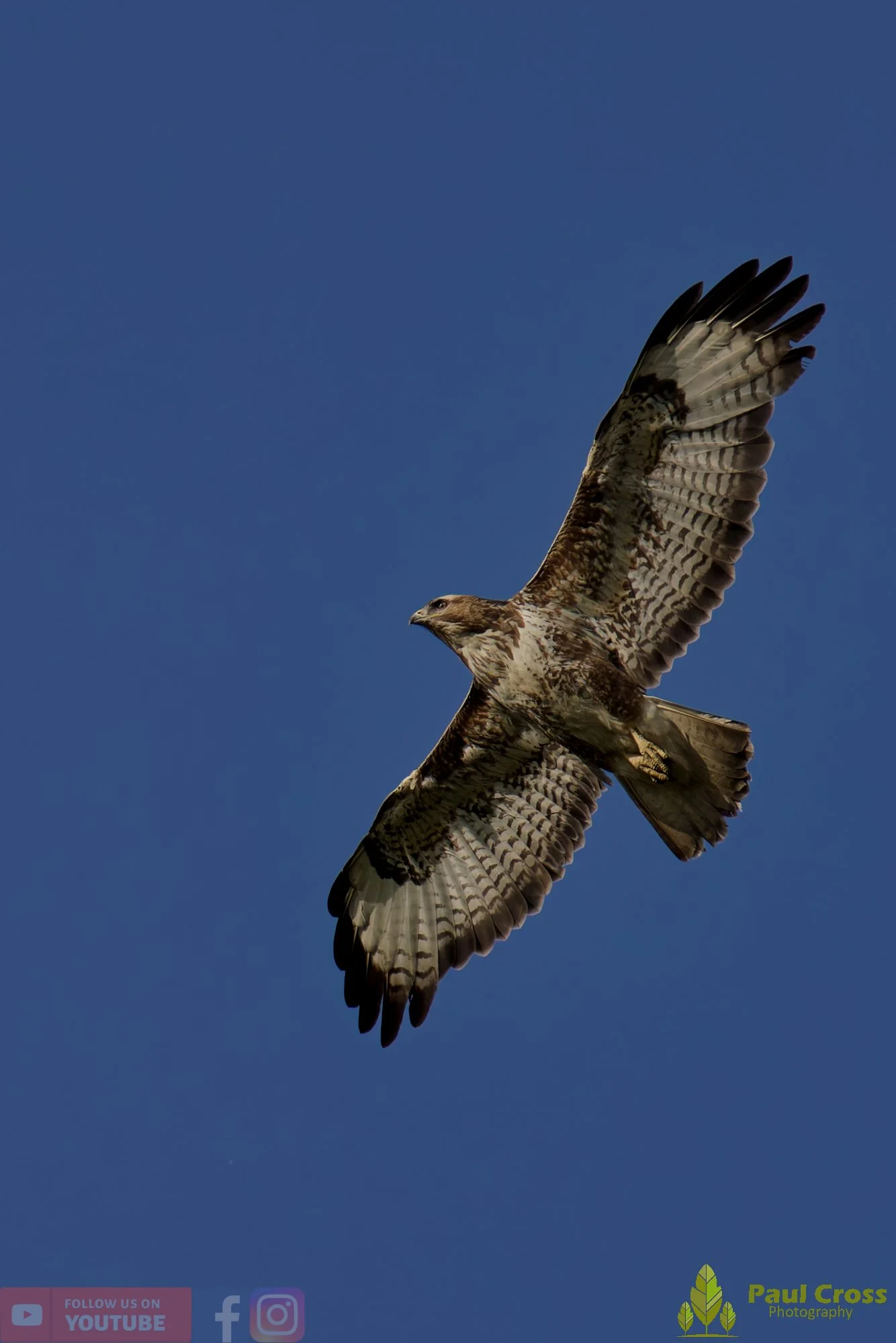 Buzzard-00115.jpg