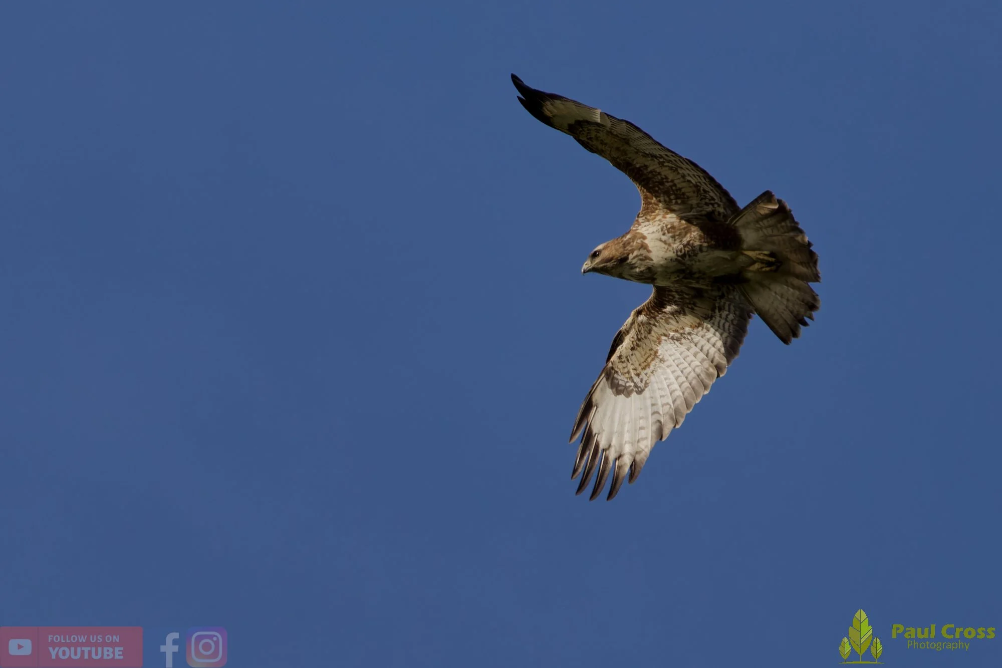 Buzzard-00116.jpg