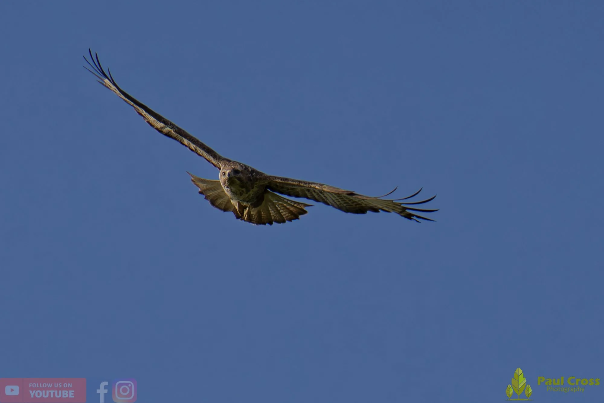 Buzzard-00117.jpg