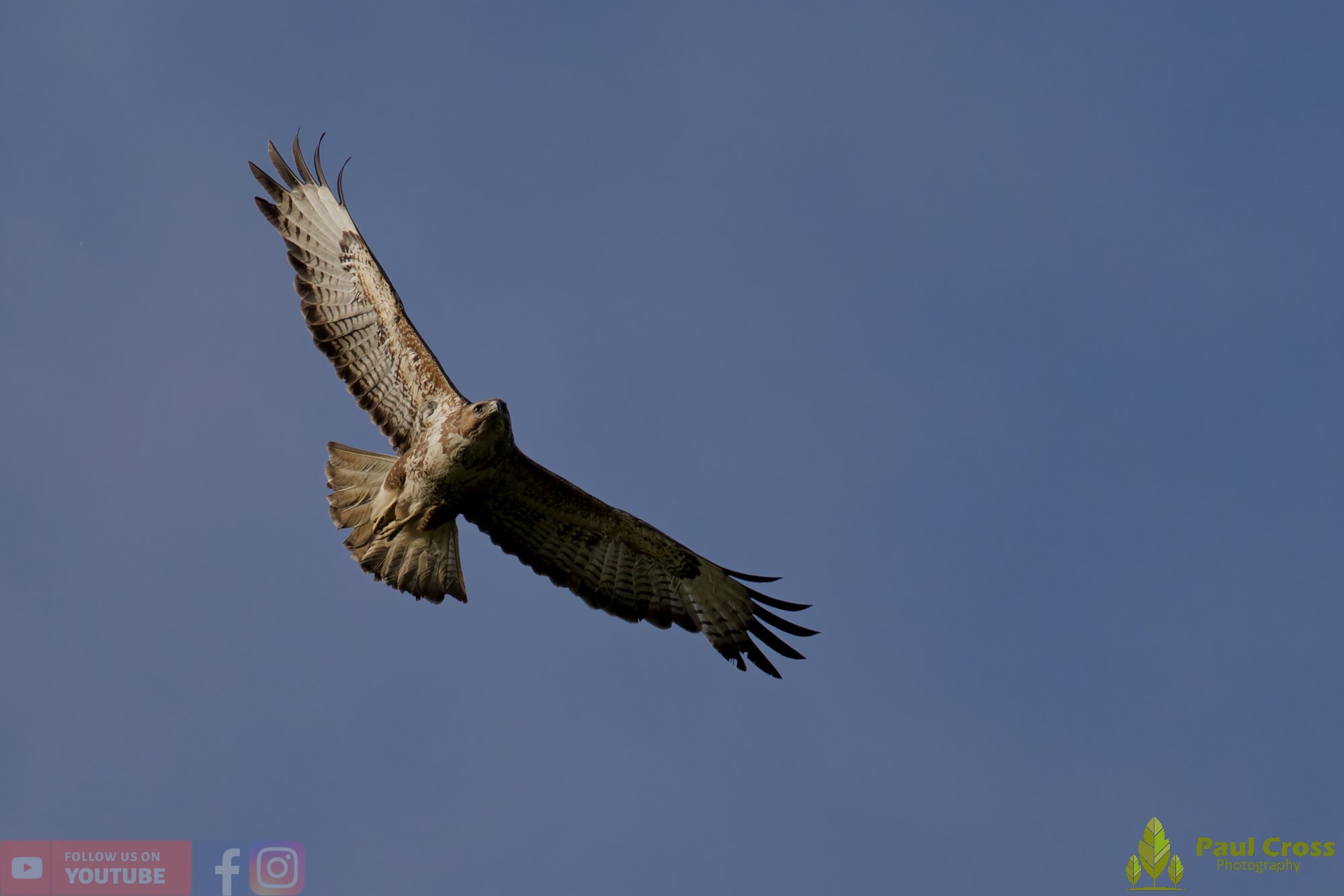 Buzzard-00118.jpg