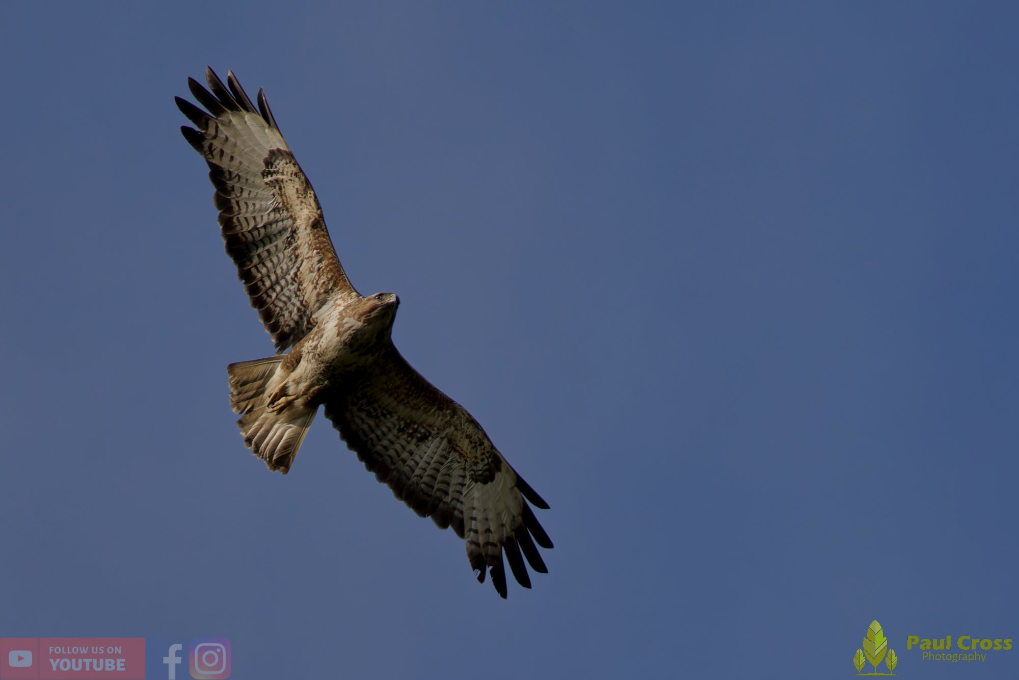 Buzzard-00119.jpg