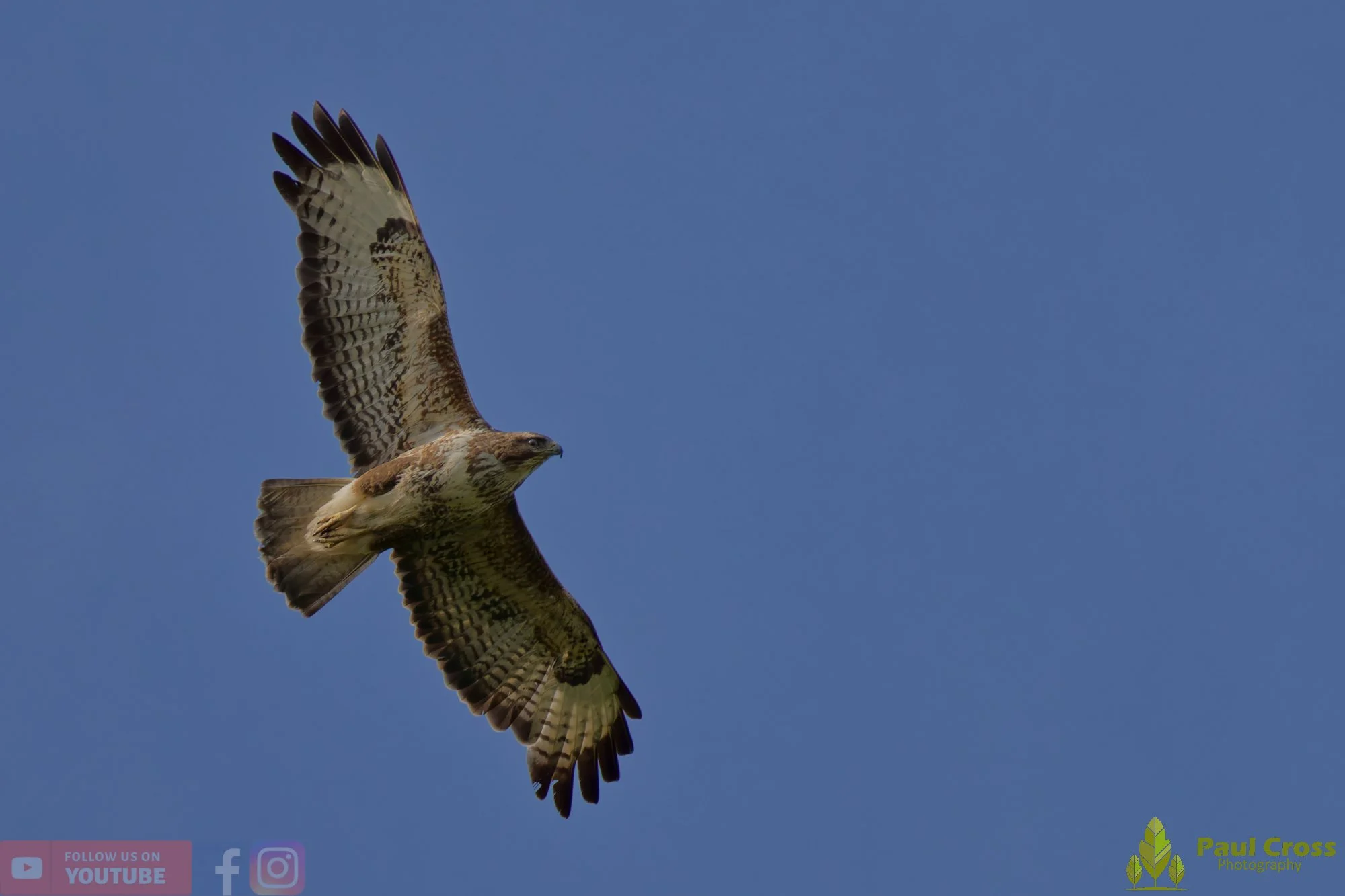 Buzzard-00120.jpg