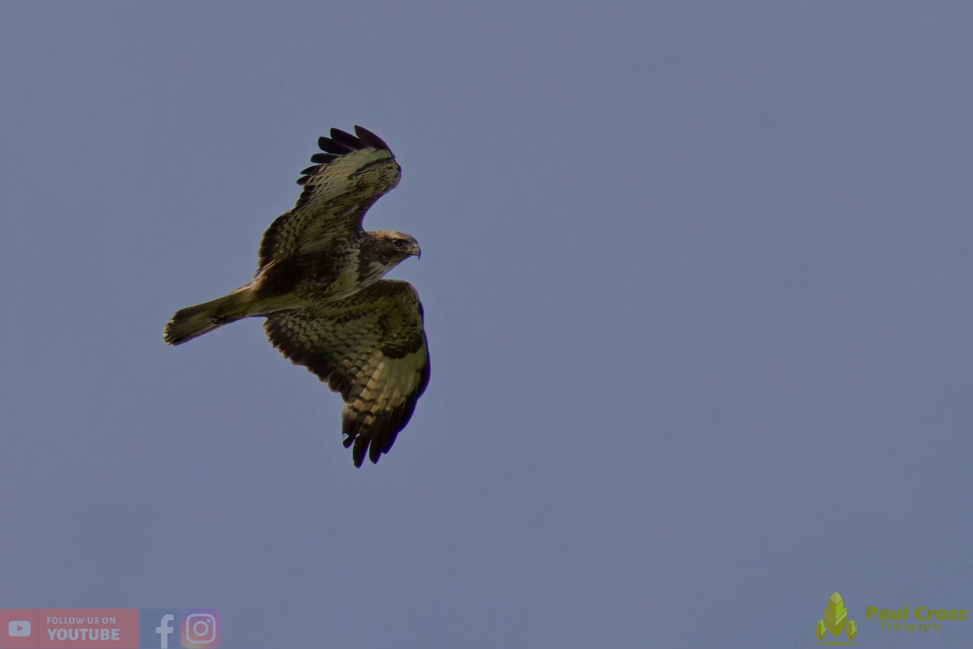 Buzzard-00121.jpg