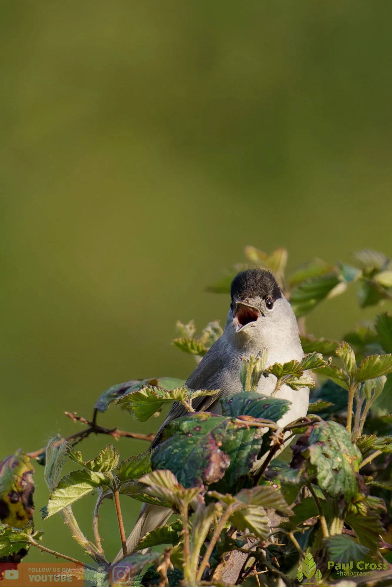 Blackcap-00093.jpg