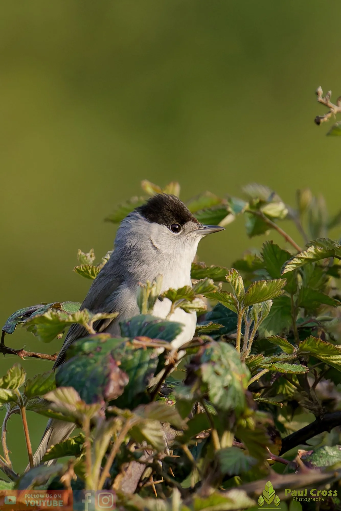 Blackcap-00094.jpg